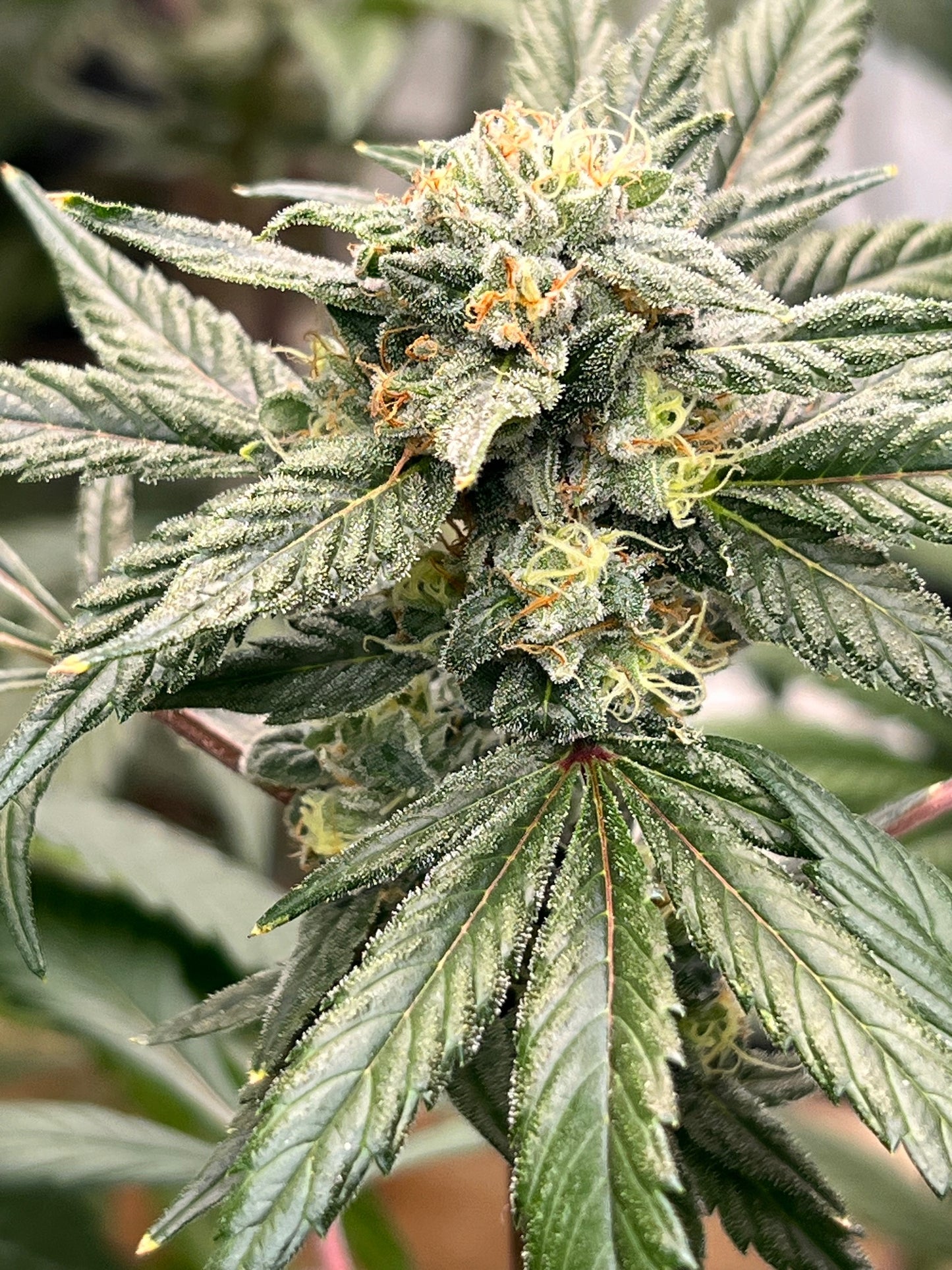 Georgia Summers (14 Souvenir Fem. Seeds)
