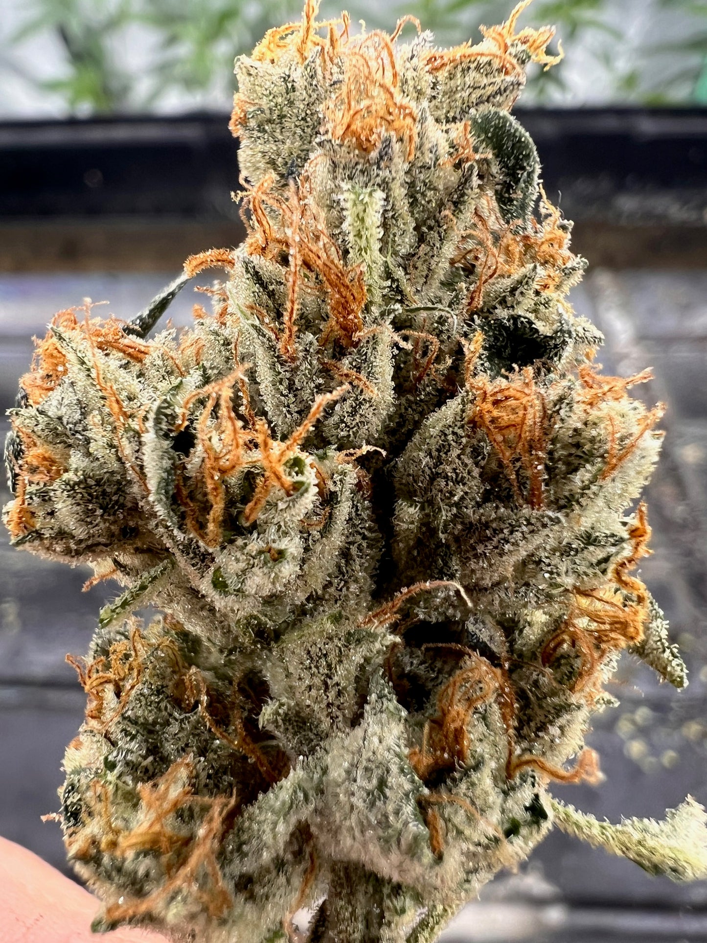 Diesel Tears (7 Souvenir Fem. Seeds)