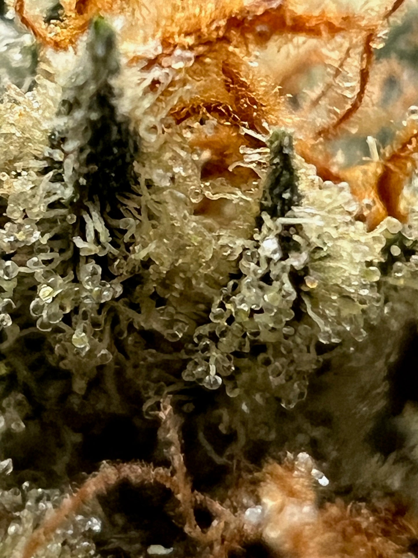 Diesel Tears (7 Souvenir Fem. Seeds)