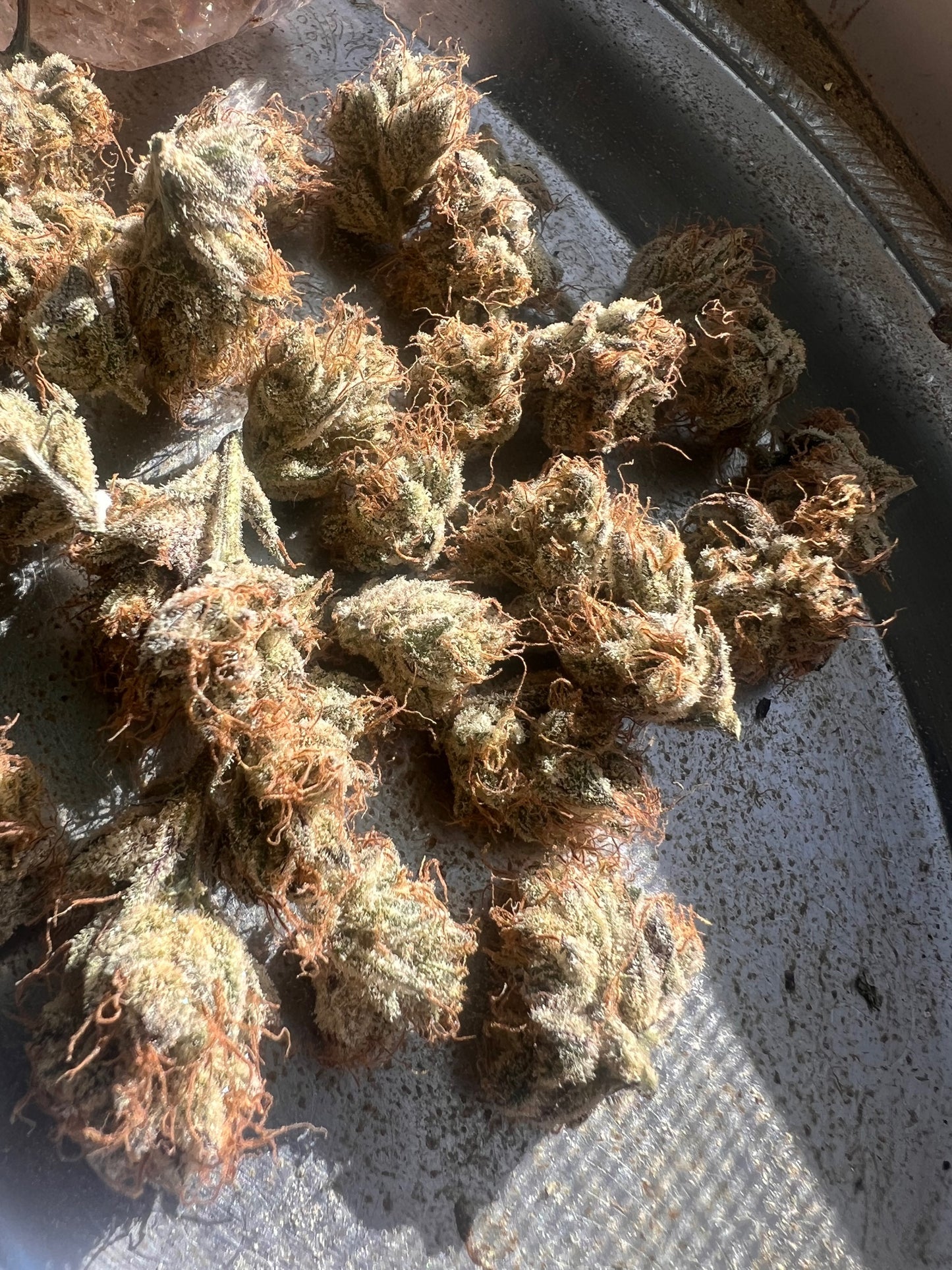 Skunk Sorbet (7 Souvenir Fem. Seeds)