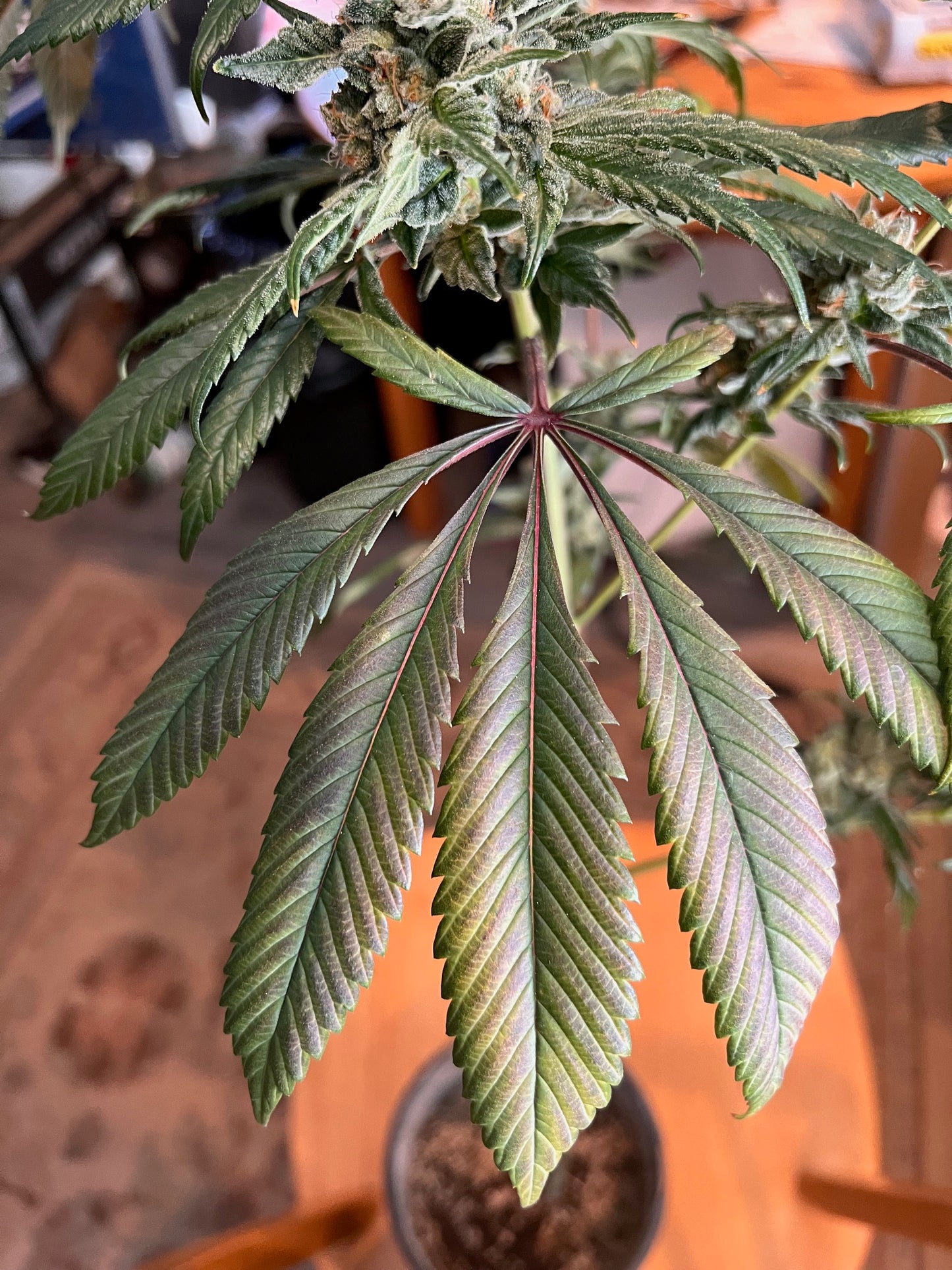 Georgia Summers (14 Souvenir Fem. Seeds)
