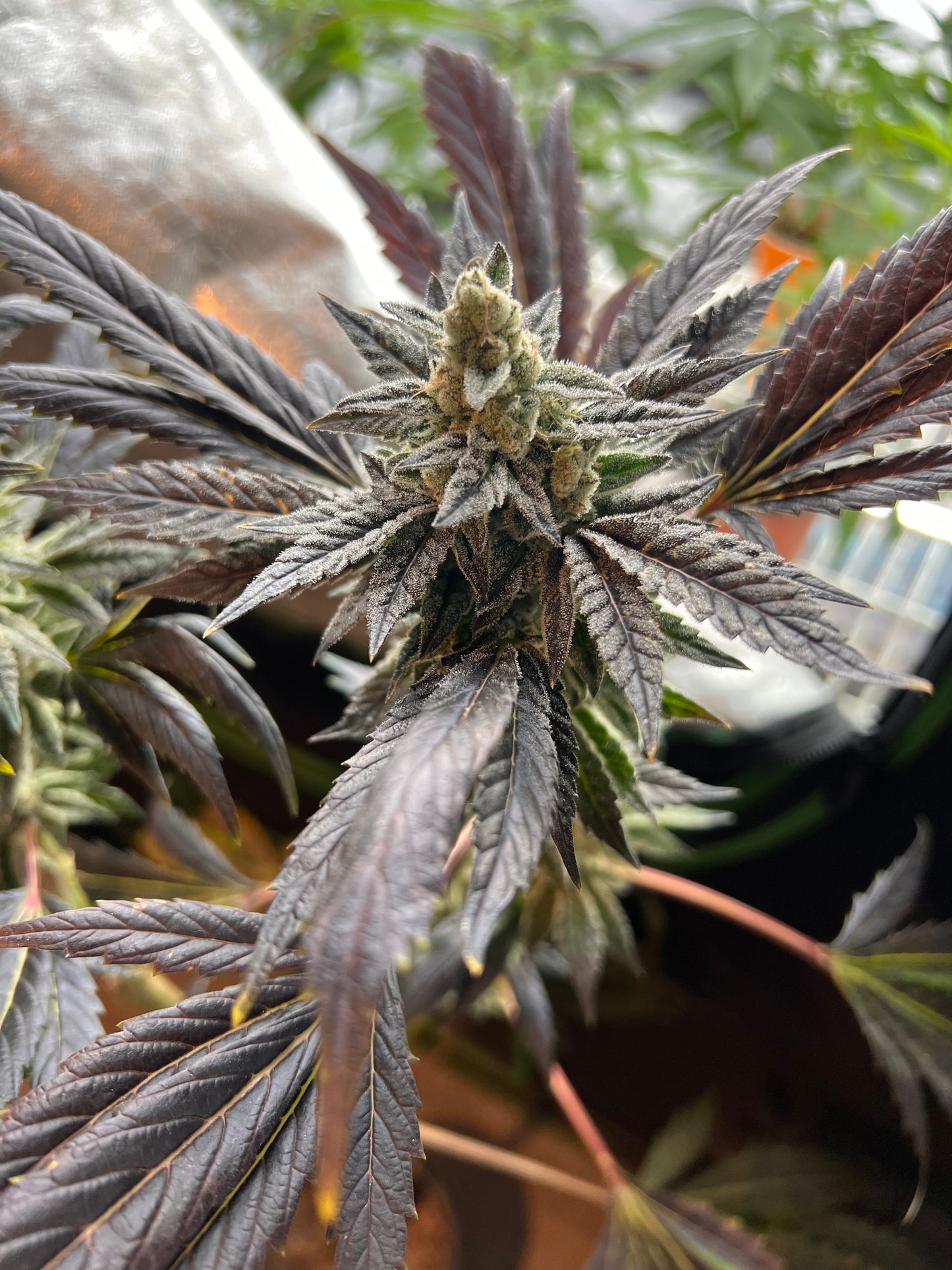 Piña Envy (7 Fem. Souvenir Seeds)