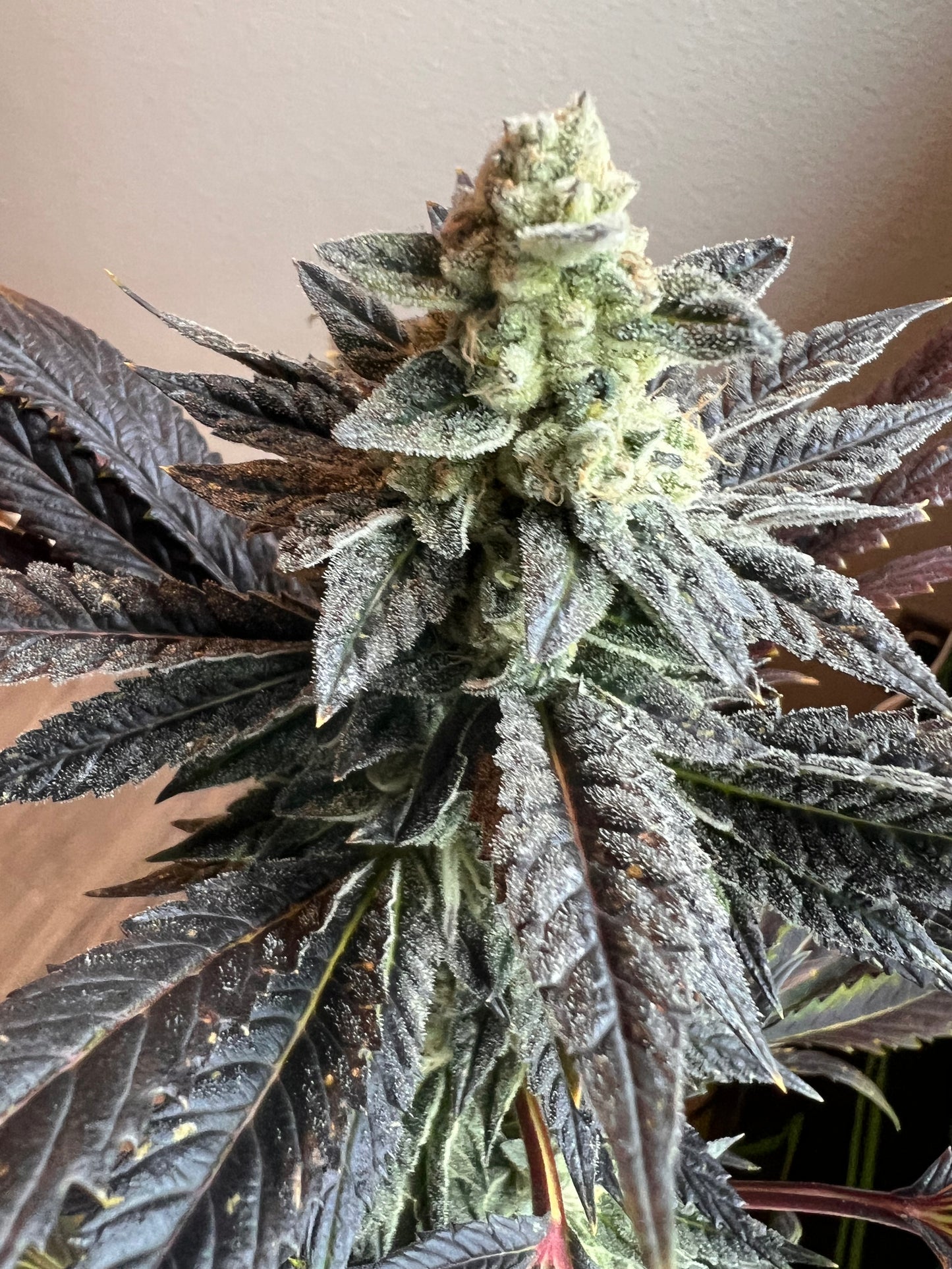 Piña Envy (7 Fem. Souvenir Seeds)