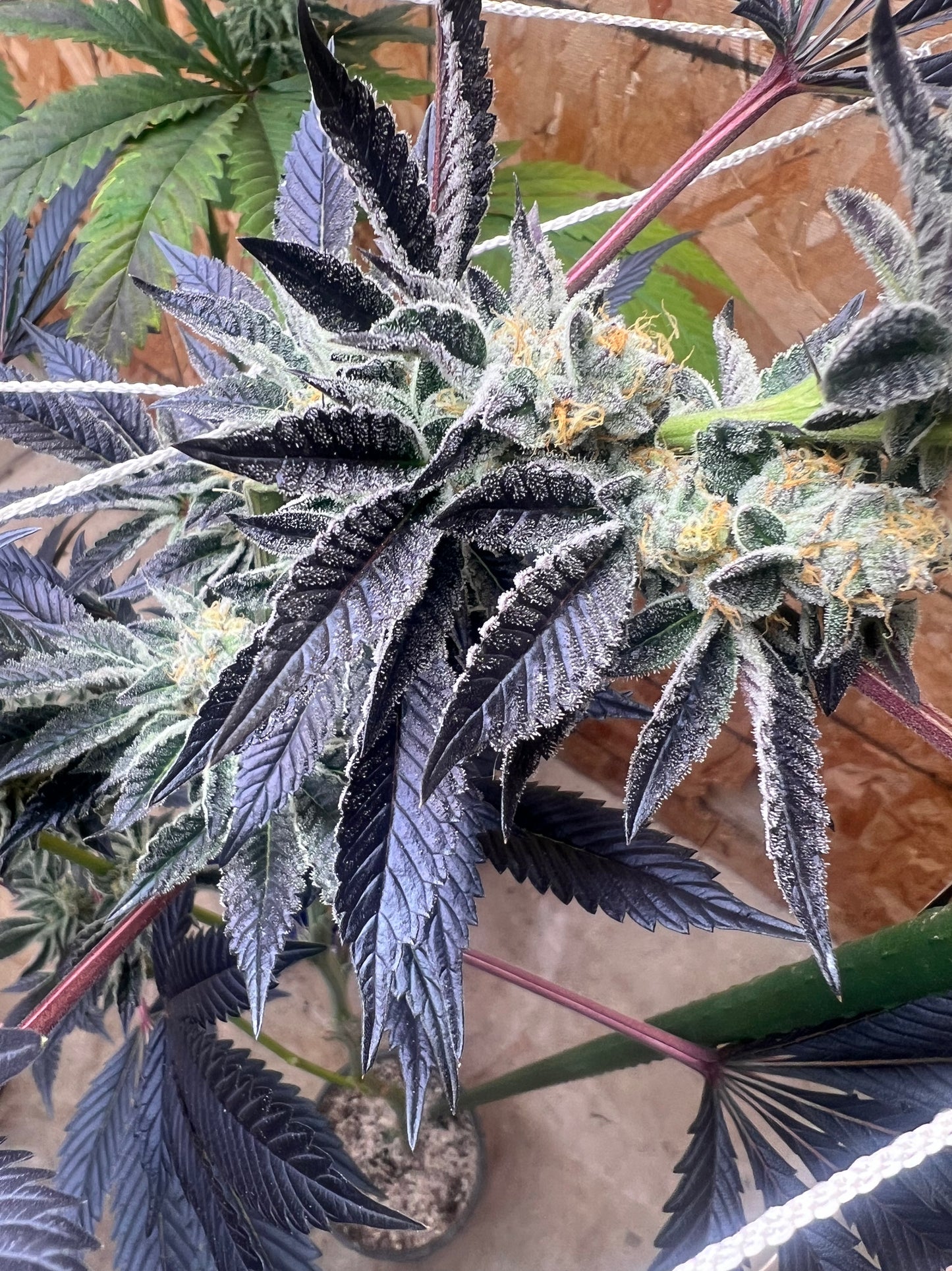 Piña Envy (7 Fem. Souvenir Seeds)