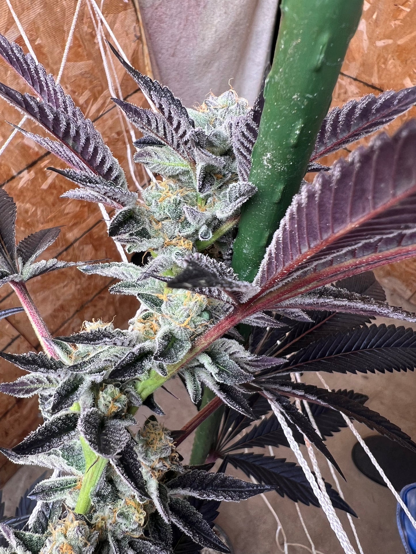 Piña Envy (7 Fem. Souvenir Seeds)