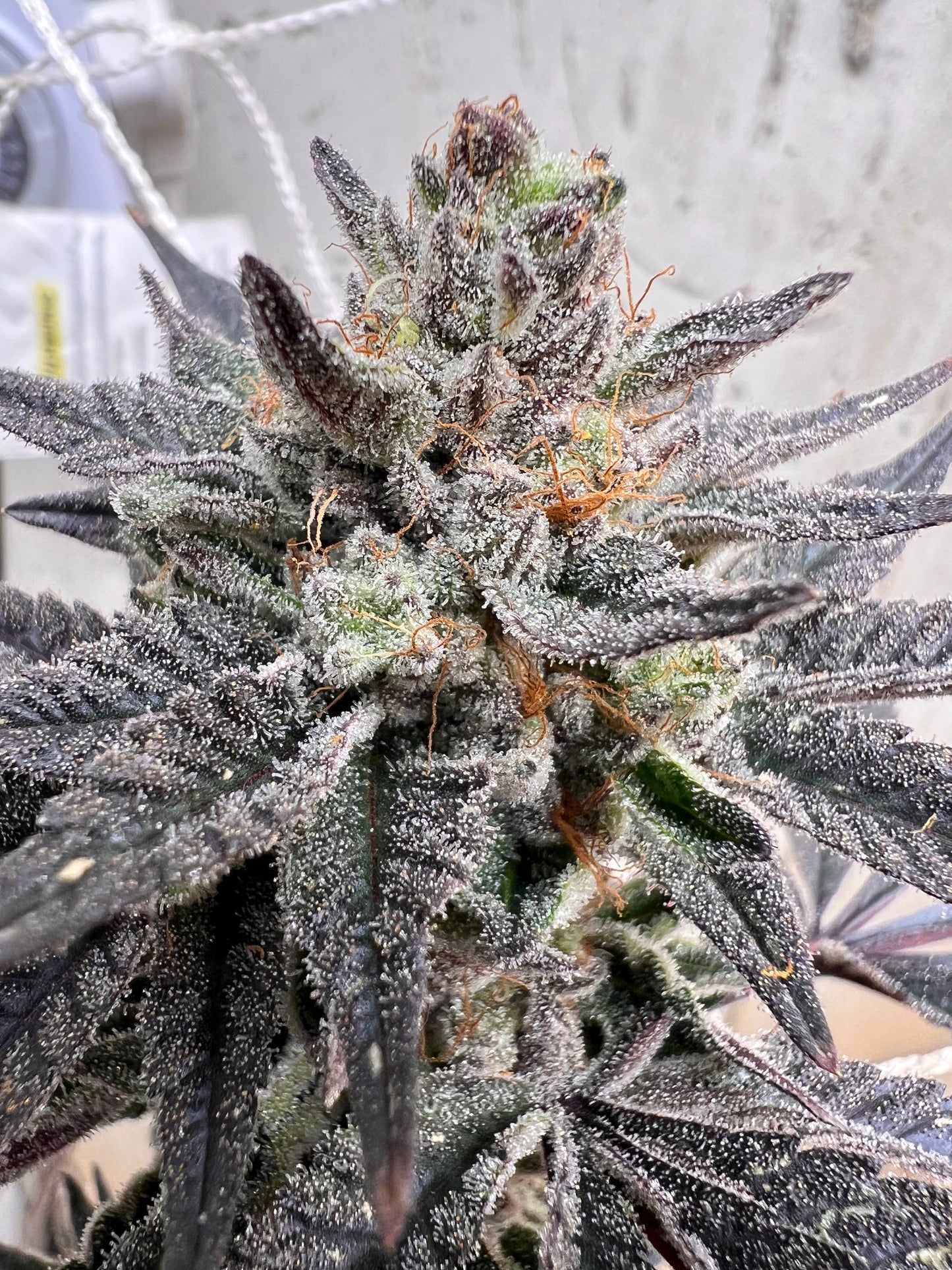 Piña Envy (7 Fem. Souvenir Seeds)