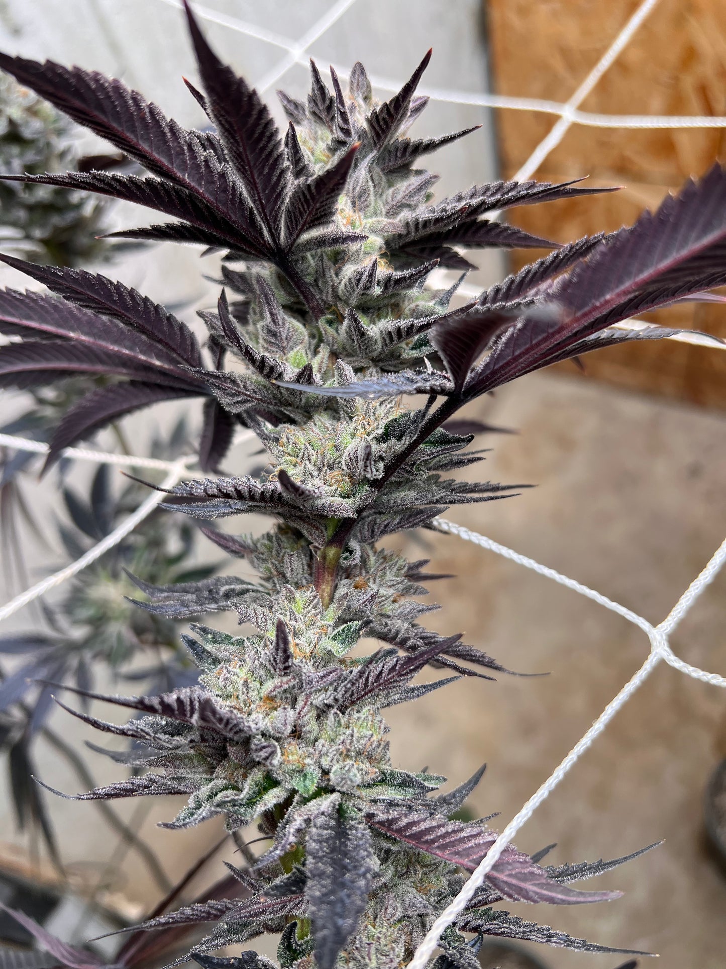 Piña Envy (7 Fem. Souvenir Seeds)