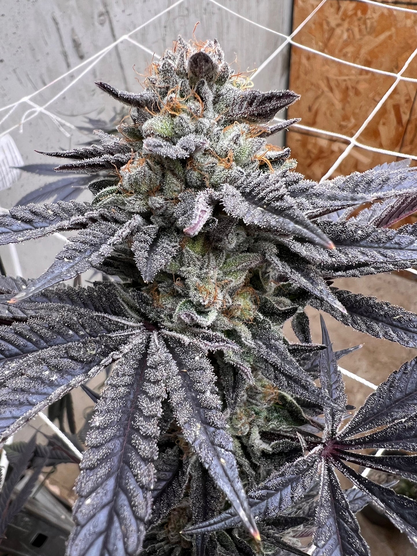 Piña Envy (7 Fem. Souvenir Seeds)