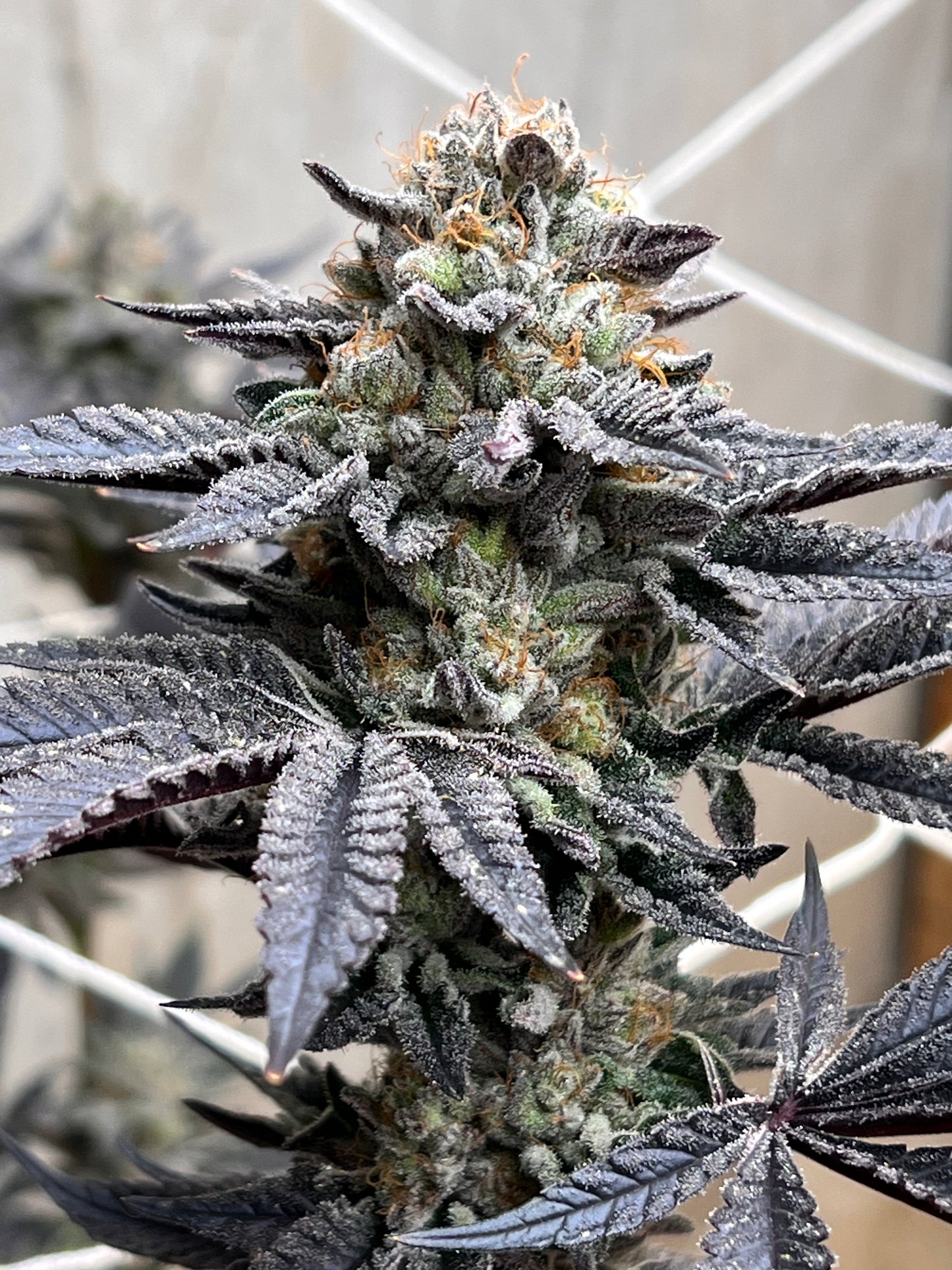Piña Envy (7 Fem. Souvenir Seeds)