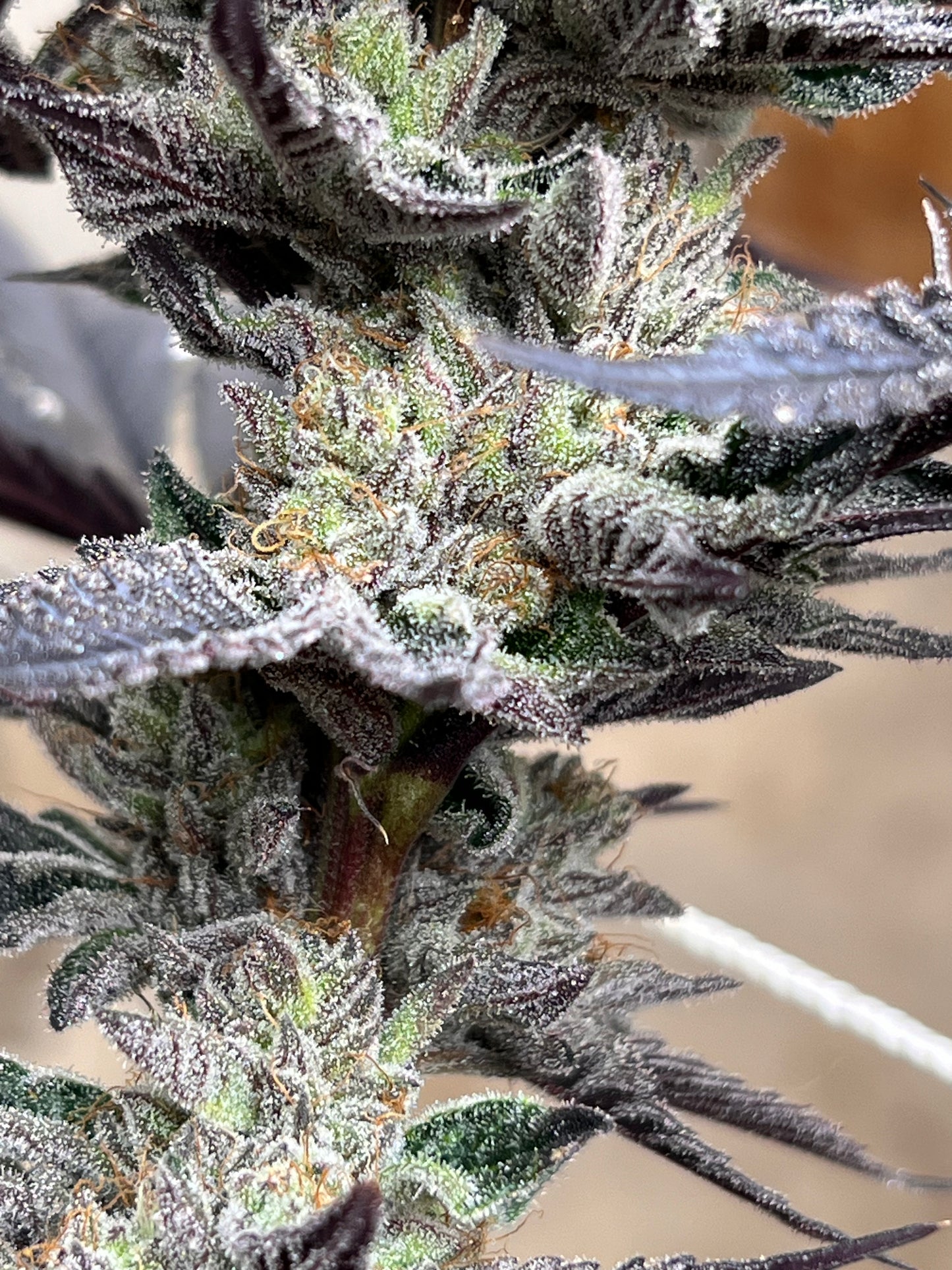 Piña Envy (7 Fem. Souvenir Seeds)