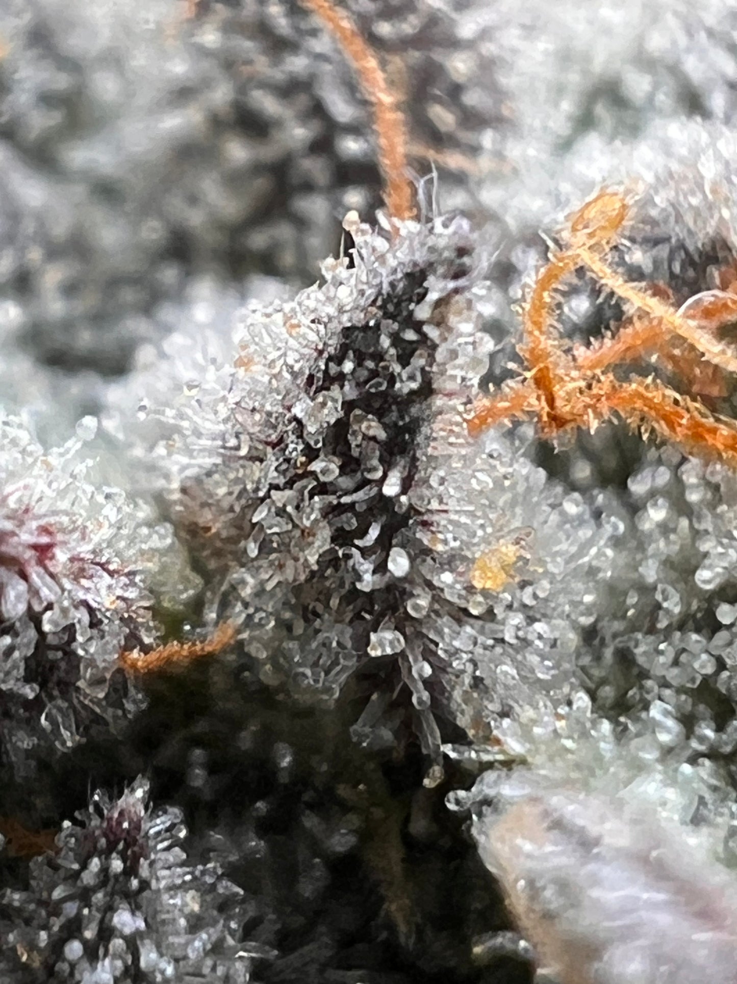 Piña Envy (7 Fem. Souvenir Seeds)