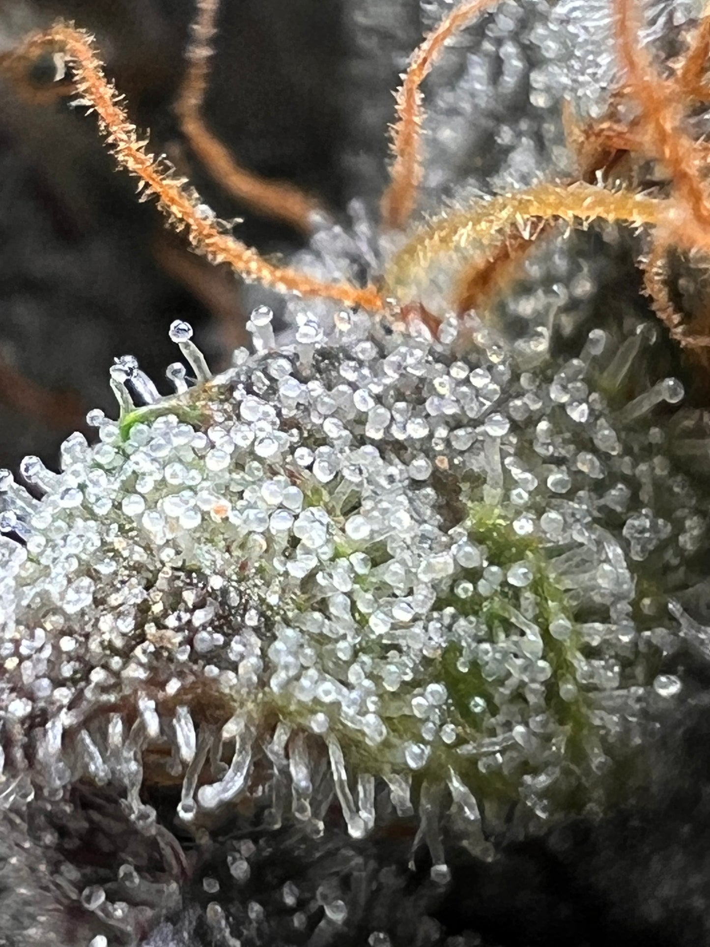 Piña Envy (7 Fem. Souvenir Seeds)