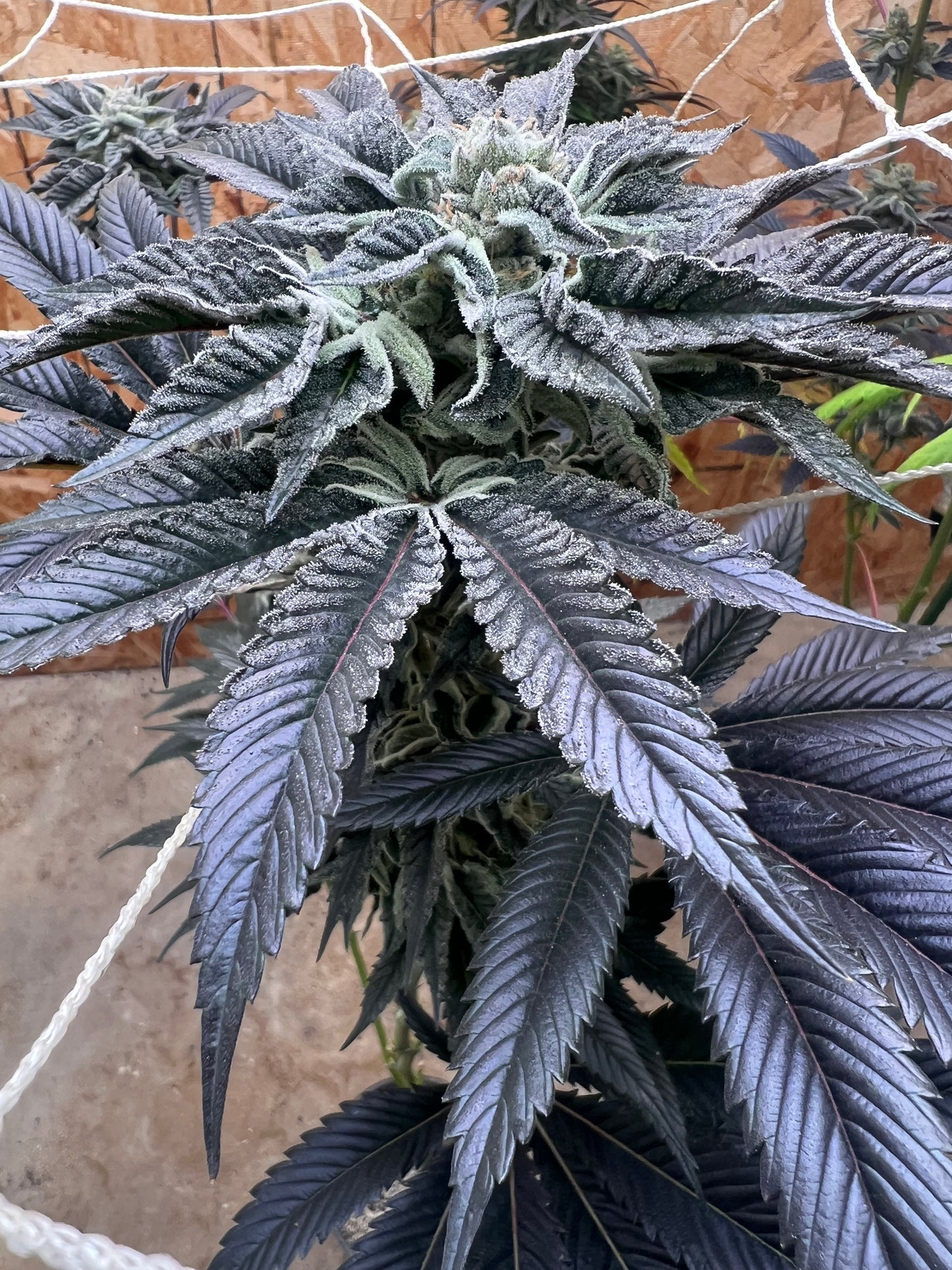 Piña Envy (7 Fem. Souvenir Seeds)