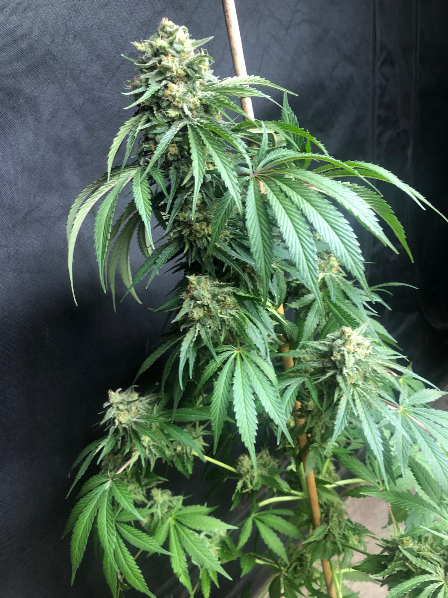 Lime Dog (14 Souvenir Fem. Seeds)