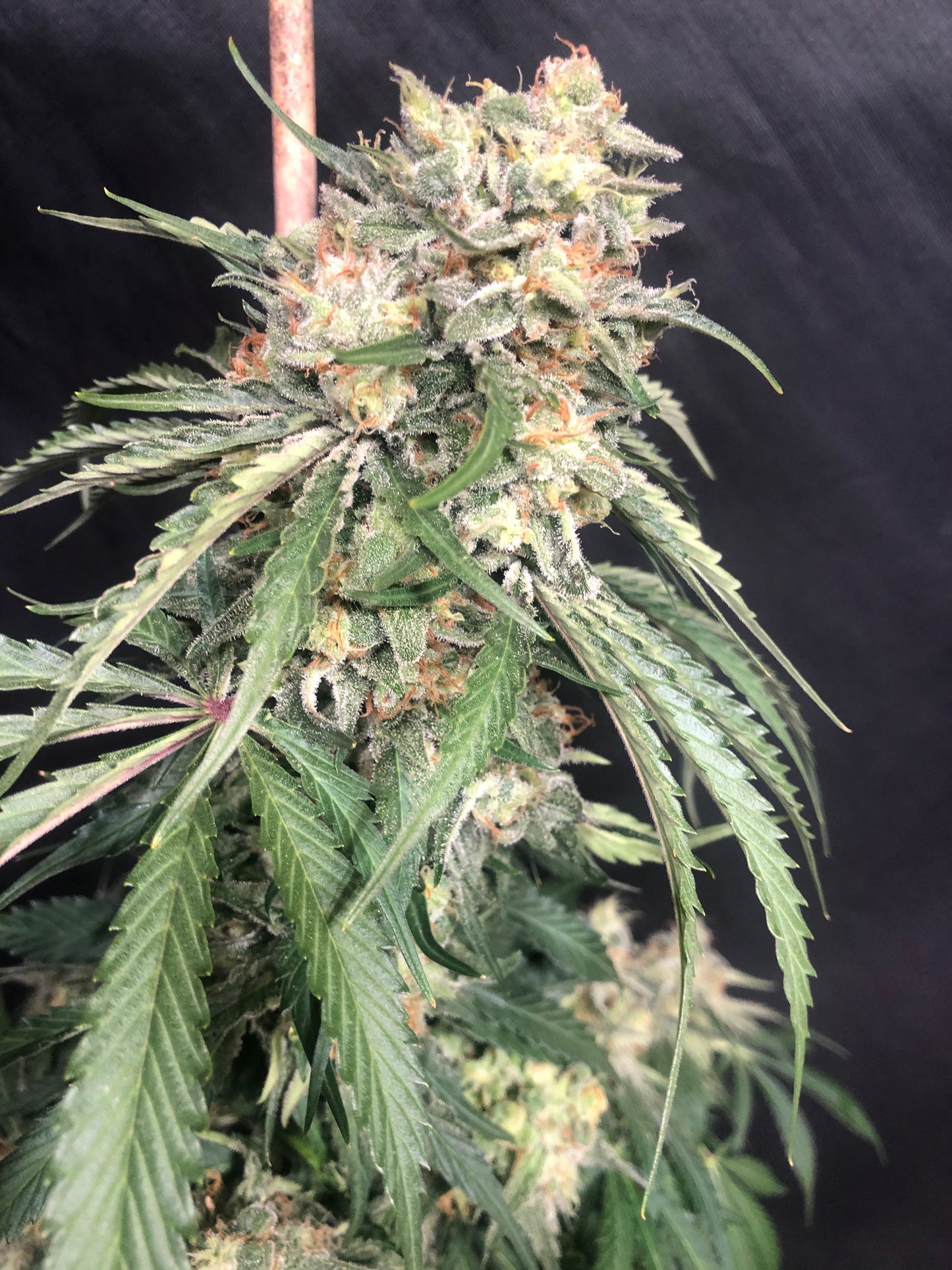 Lime Dog (14 Souvenir Fem. Seeds)