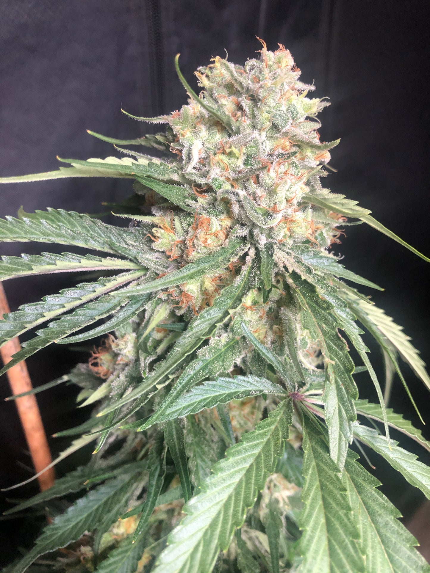 Lime Dog (14 Souvenir Fem. Seeds)