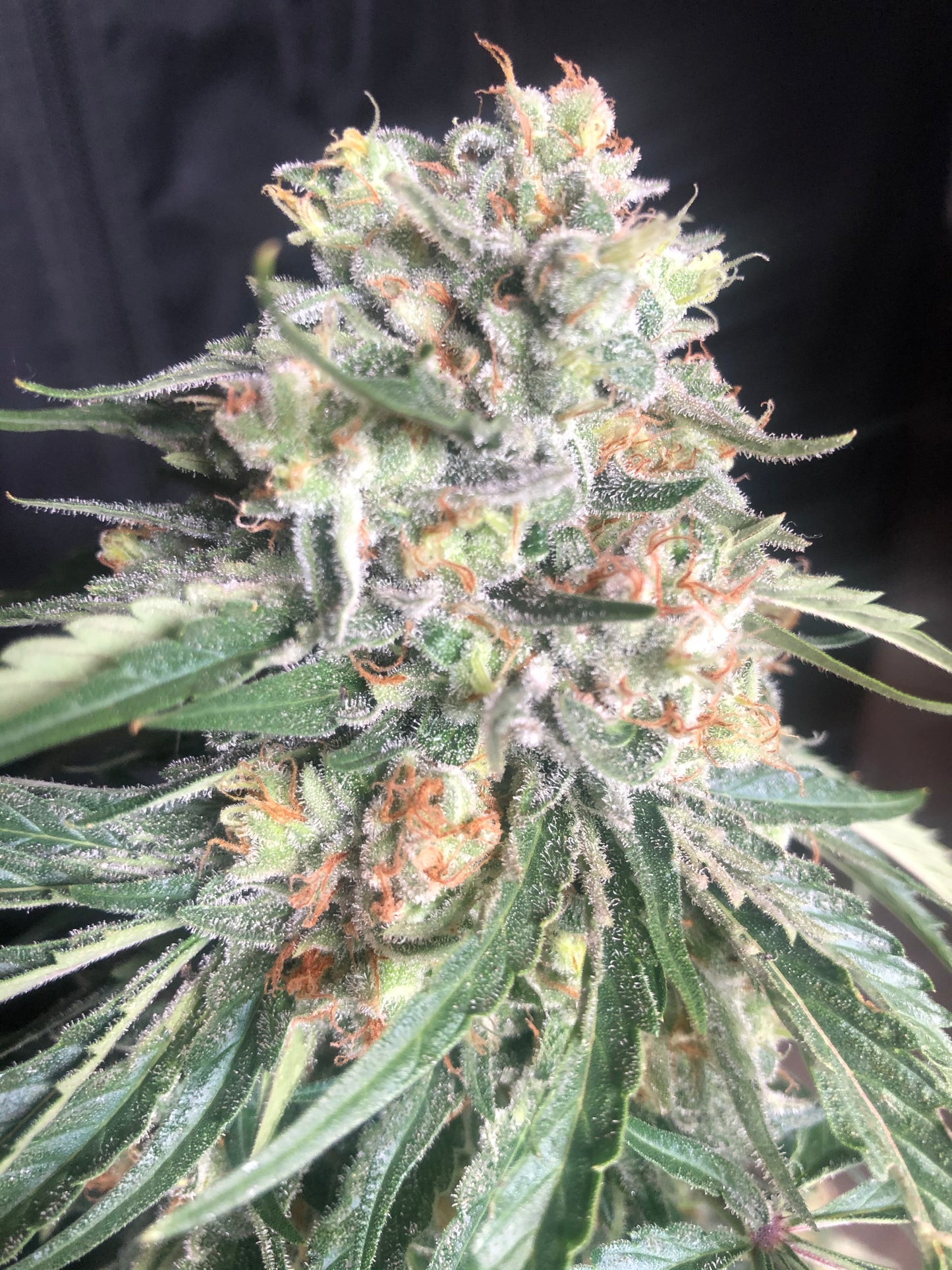 Lime Dog (7 Souvenir Fem. Seeds)