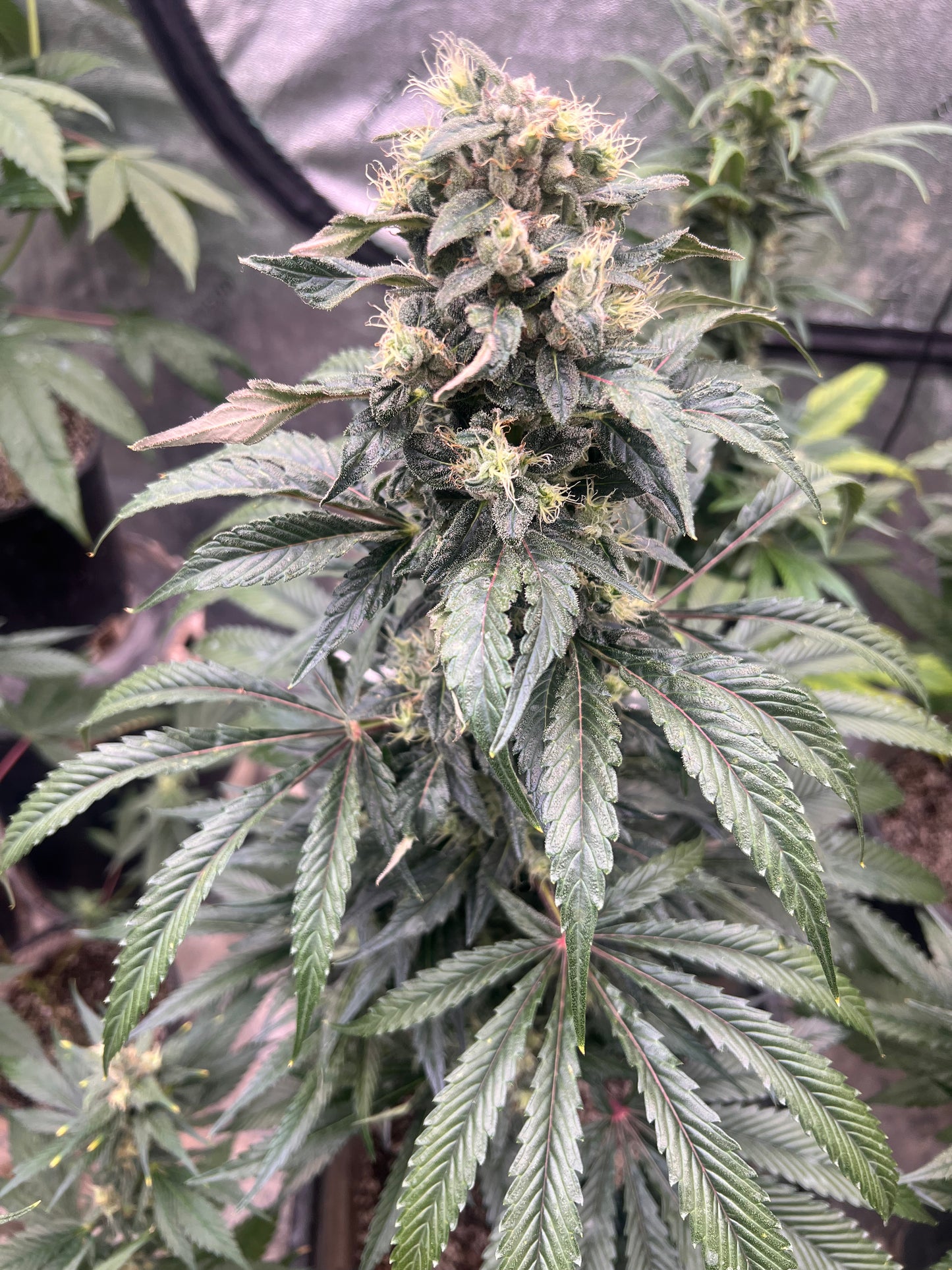 Flight Snacks 11 Reg. Novelty Seeds