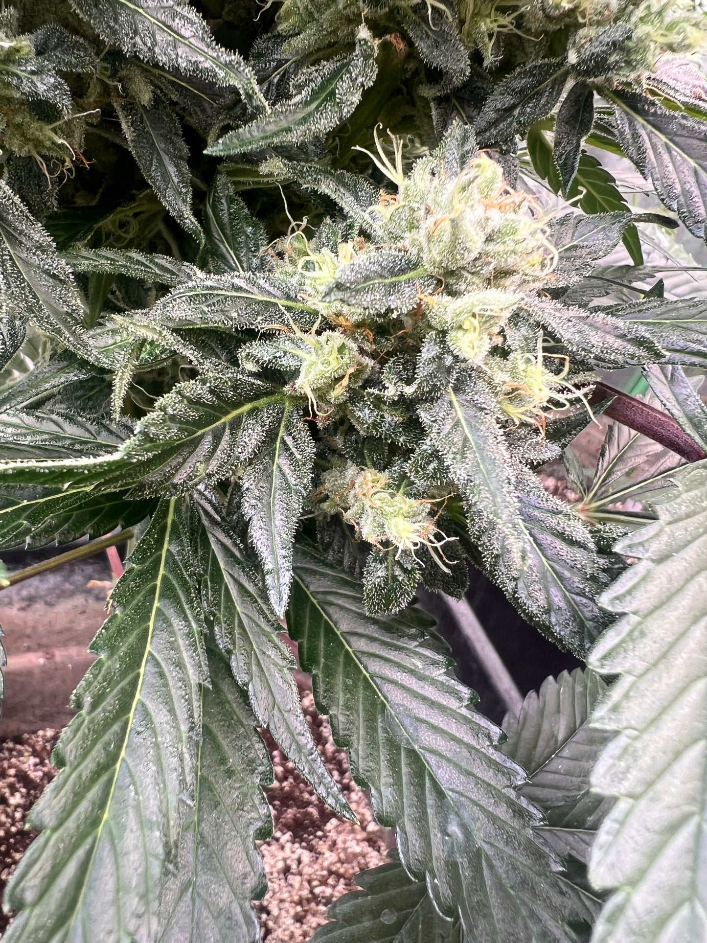 Flight Snacks 11 Reg. Novelty Seeds