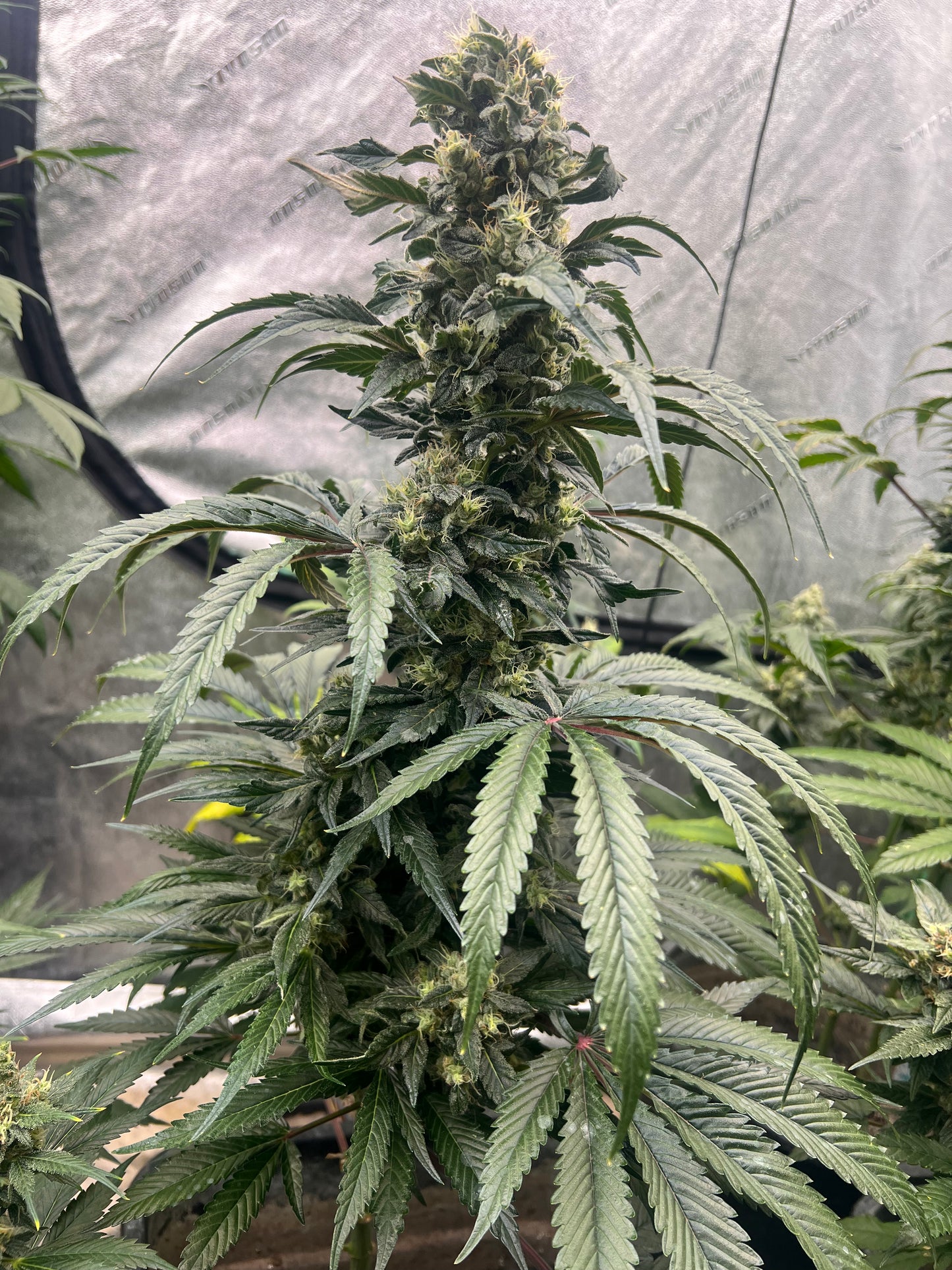 Flight Snacks 11 Reg. Novelty Seeds