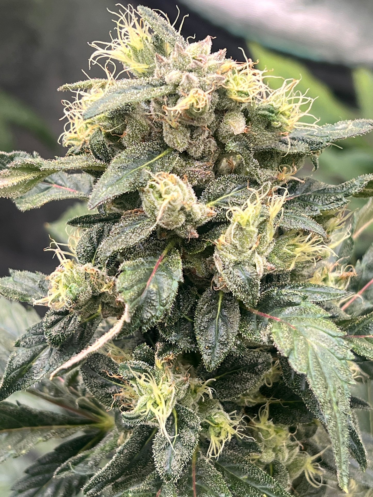 Flight Snacks 11 Reg. Novelty Seeds