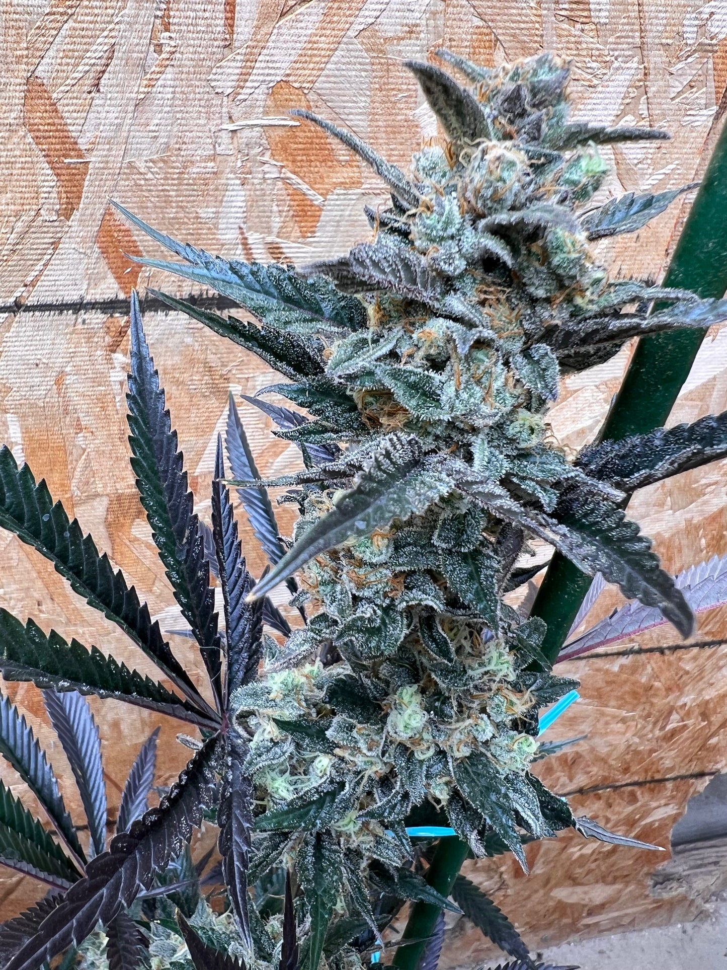 Flight Snacks 11 Reg. Novelty Seeds