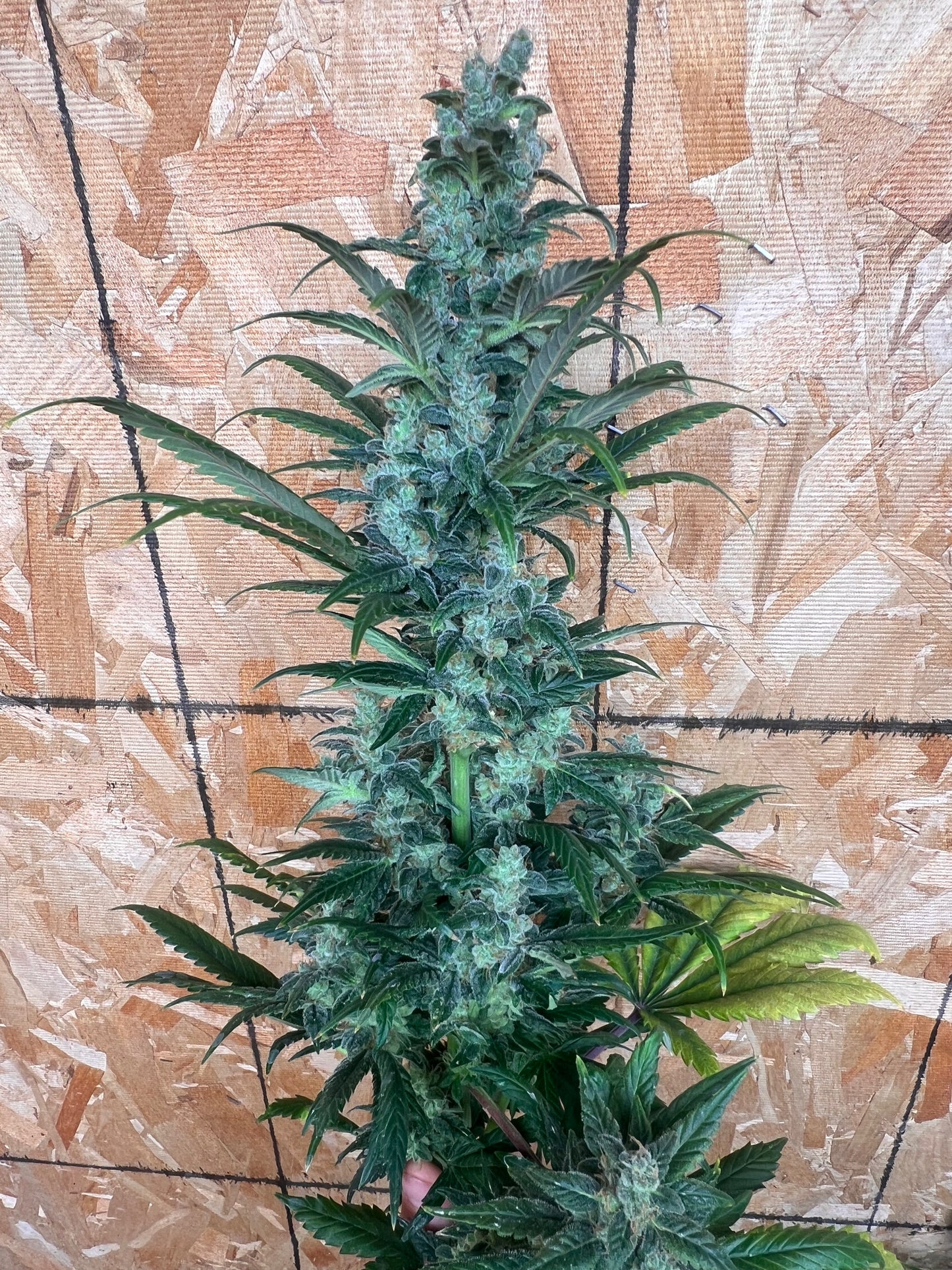 Flight Snacks 11 Reg. Novelty Seeds