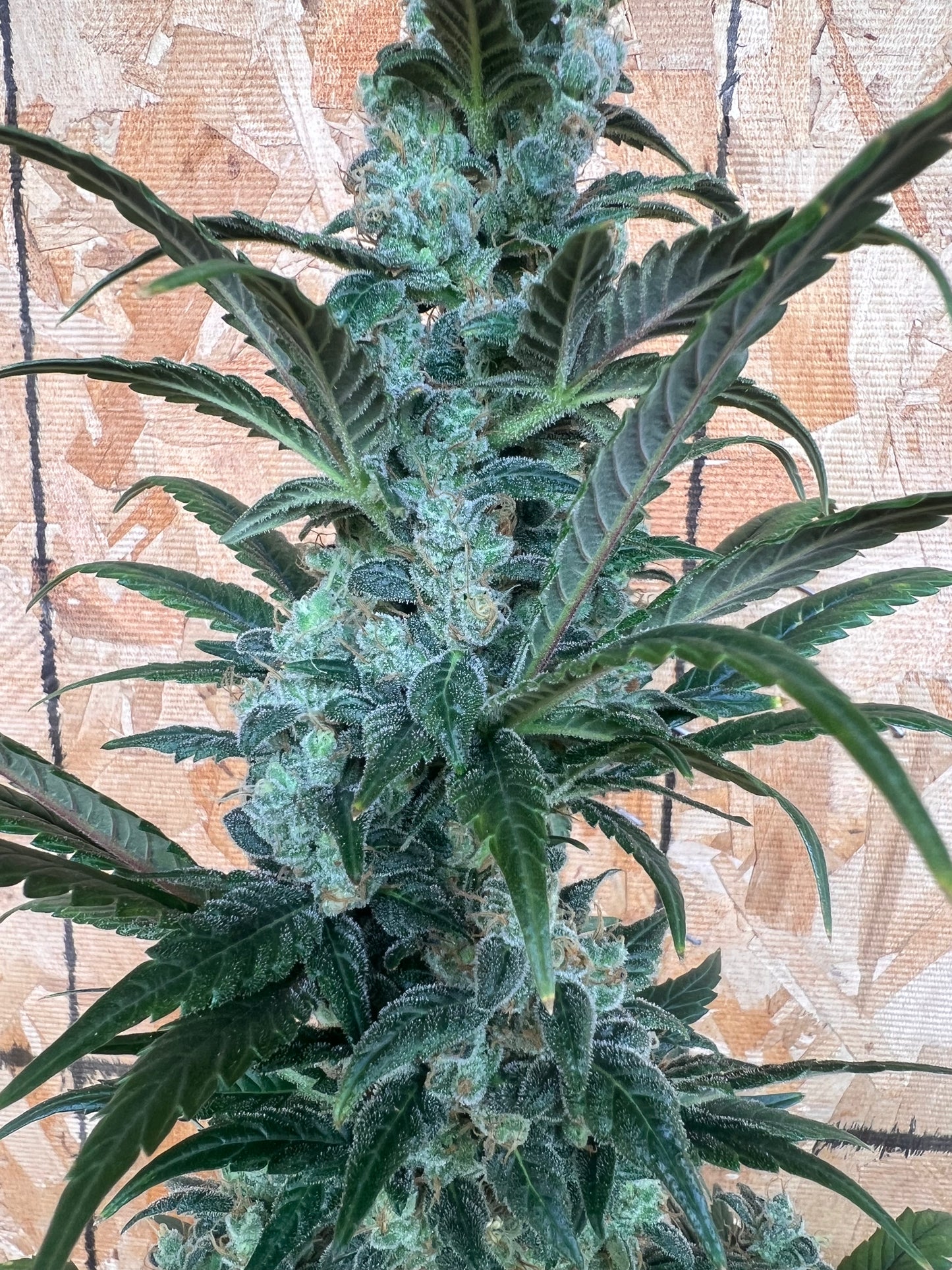 Flight Snacks 11 Reg. Novelty Seeds