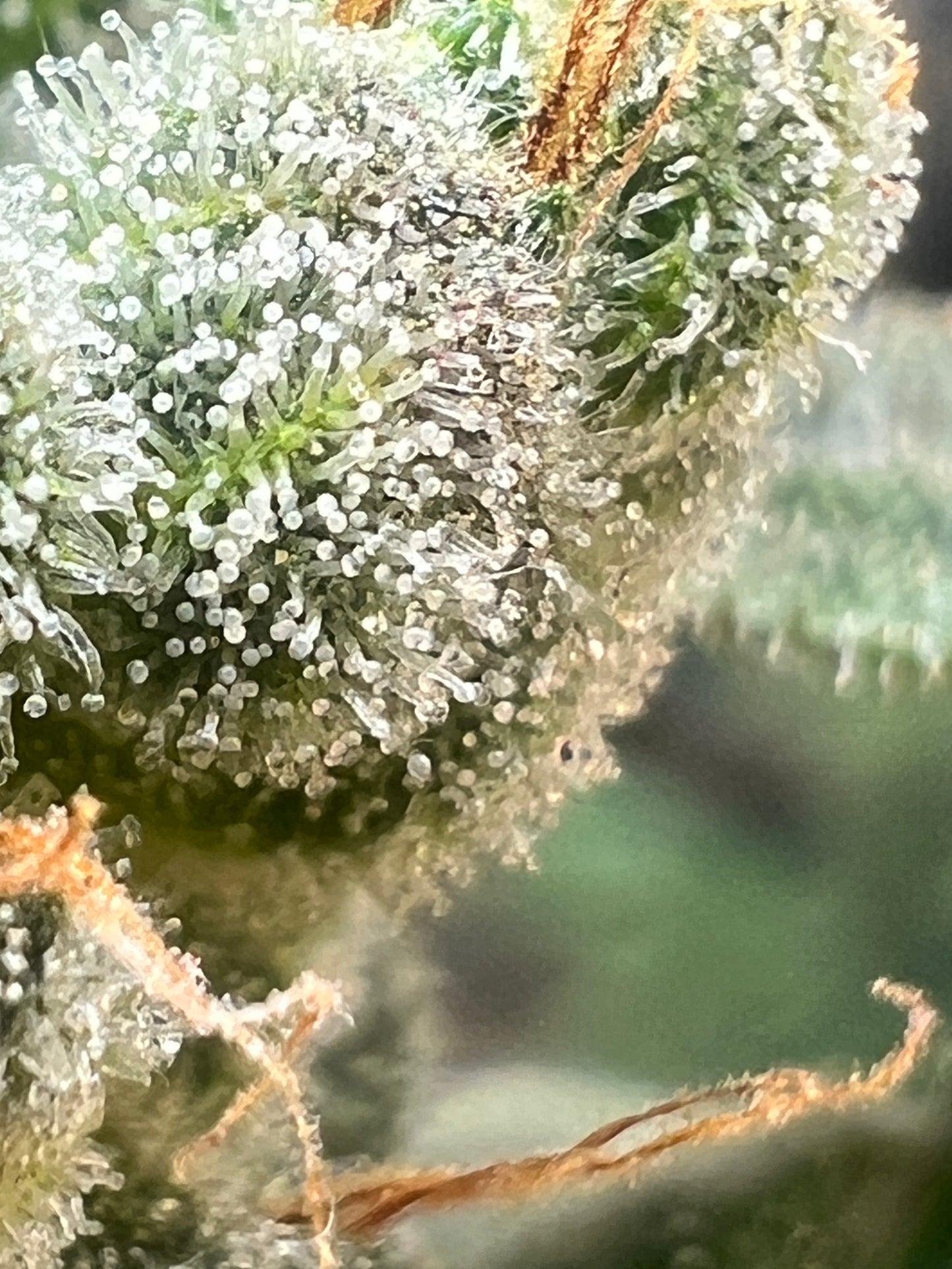 Flight Snacks 11 Reg. Novelty Seeds