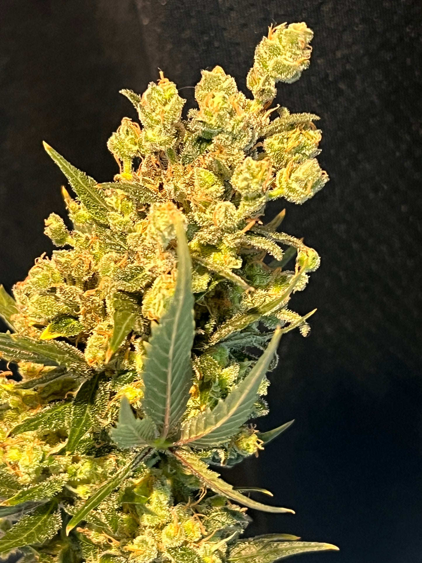 Soar F2 (Punto Rojo Dominant Female) 11 Reg. Novelty Seeds