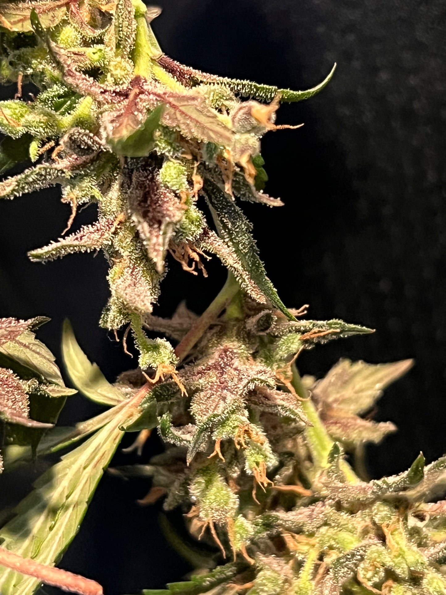 Flight Snacks 11 Reg. Novelty Seeds