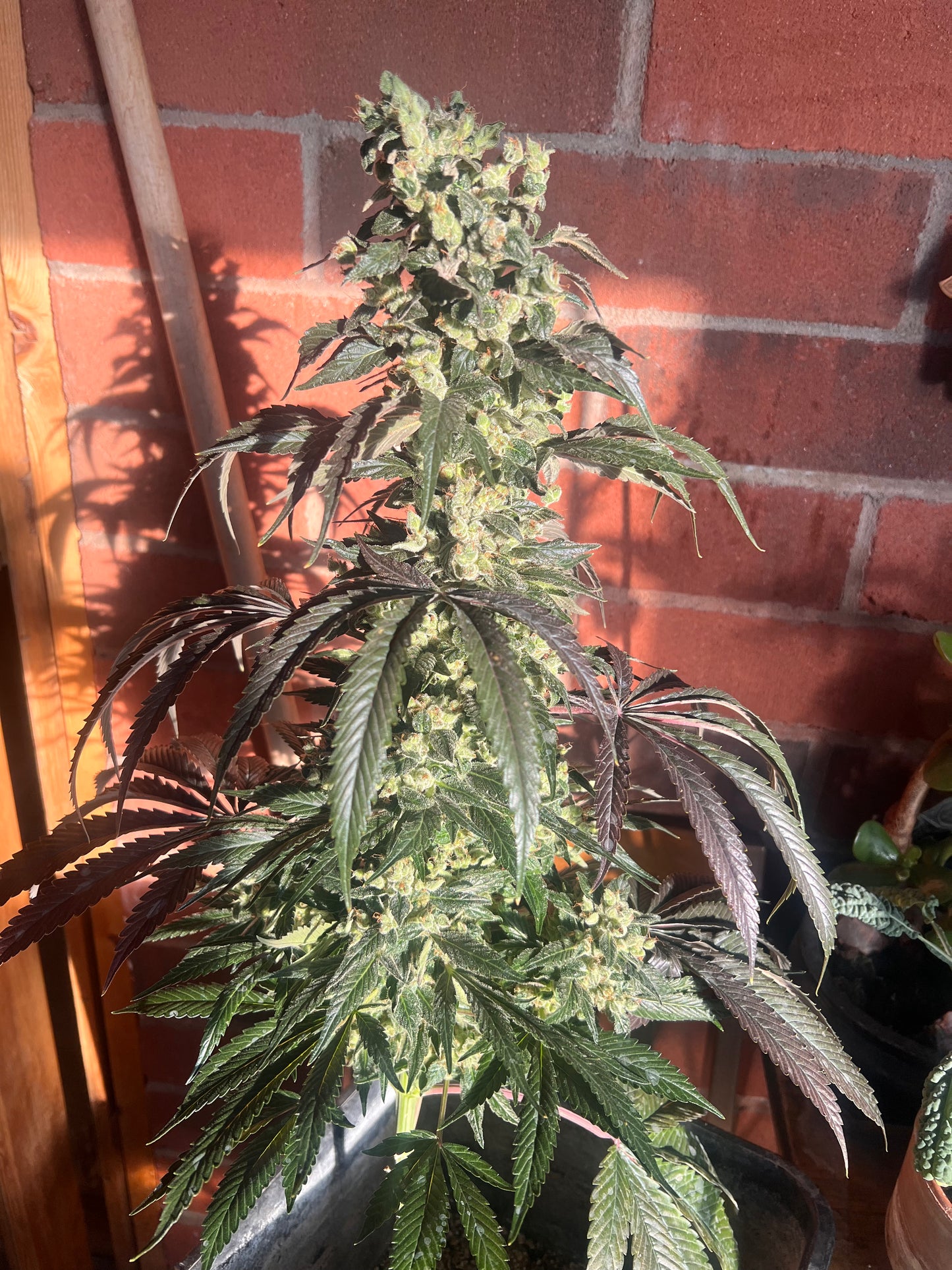 Flight Snacks 11 Reg. Novelty Seeds