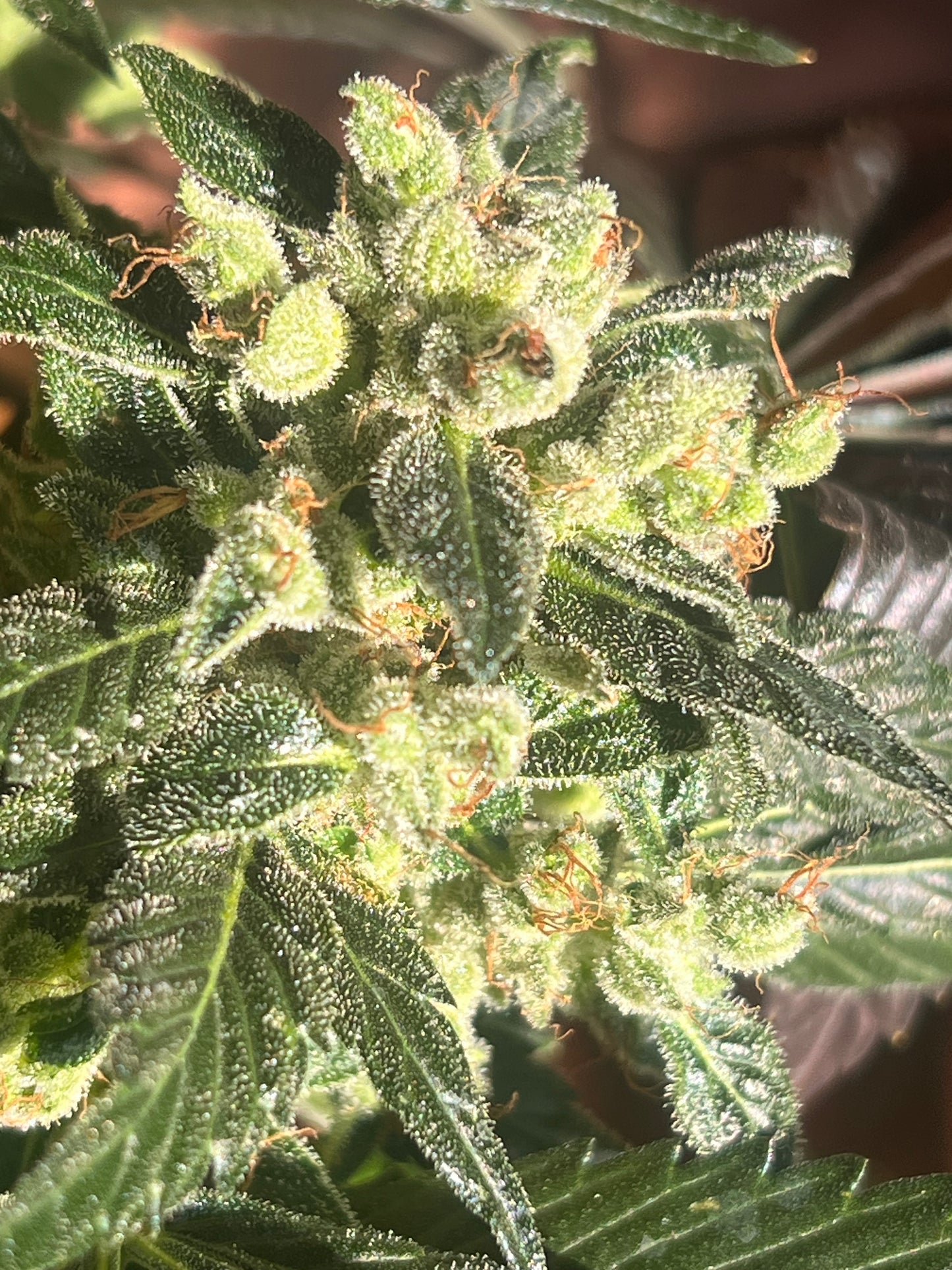 Flight Snacks 11 Reg. Novelty Seeds