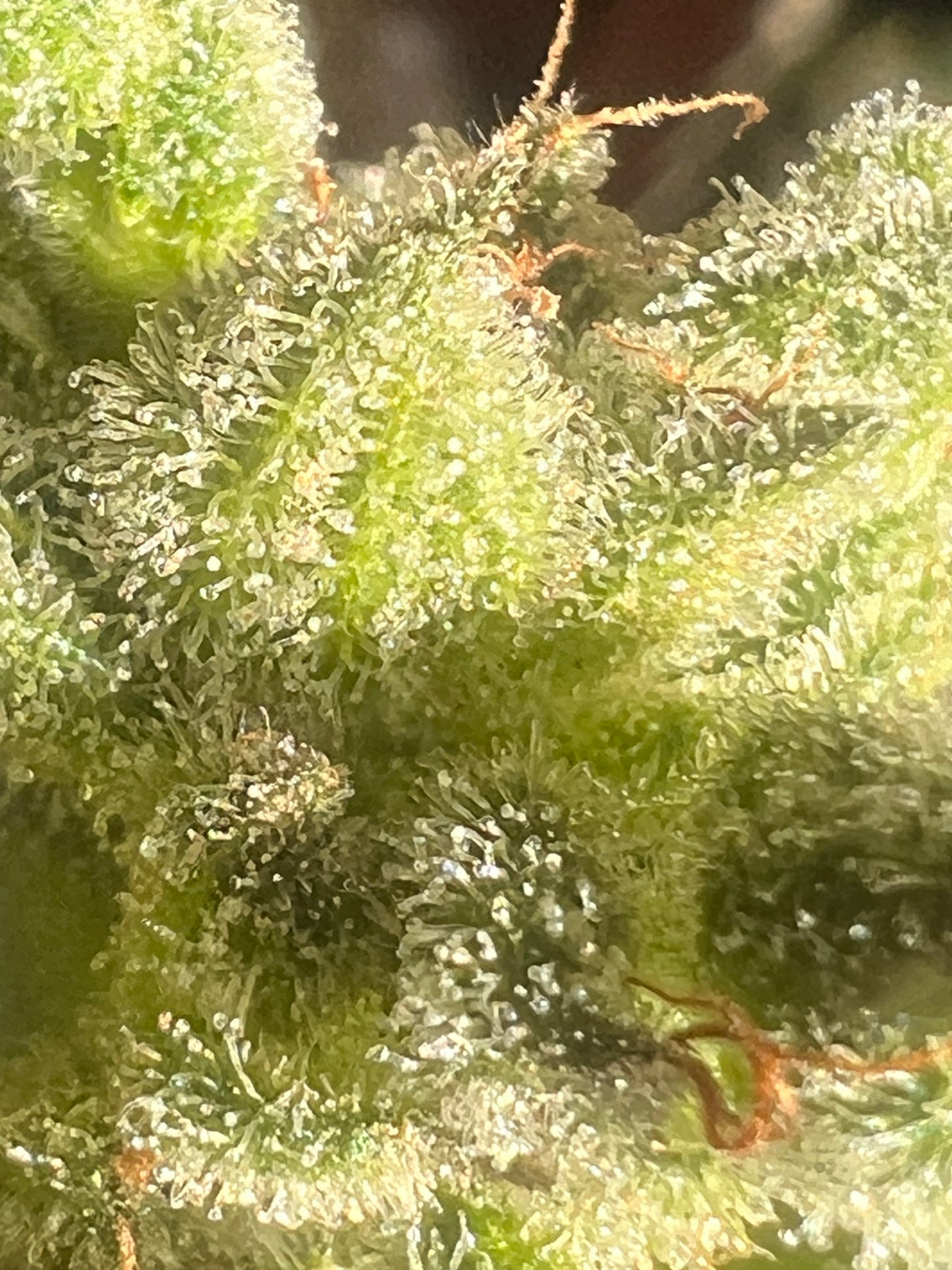 Flight Snacks 11 Reg. Novelty Seeds