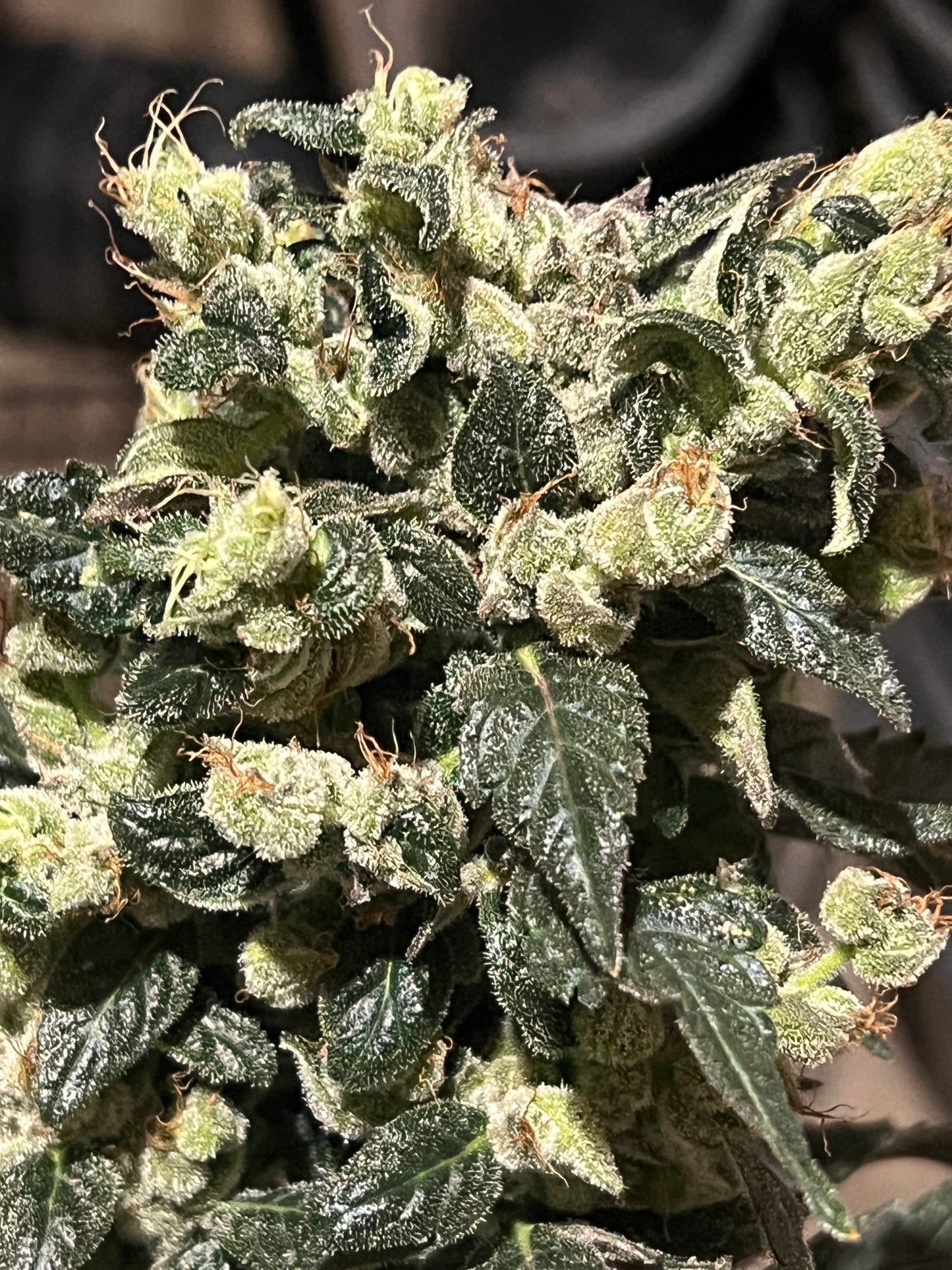 Flight Snacks 11 Reg. Novelty Seeds