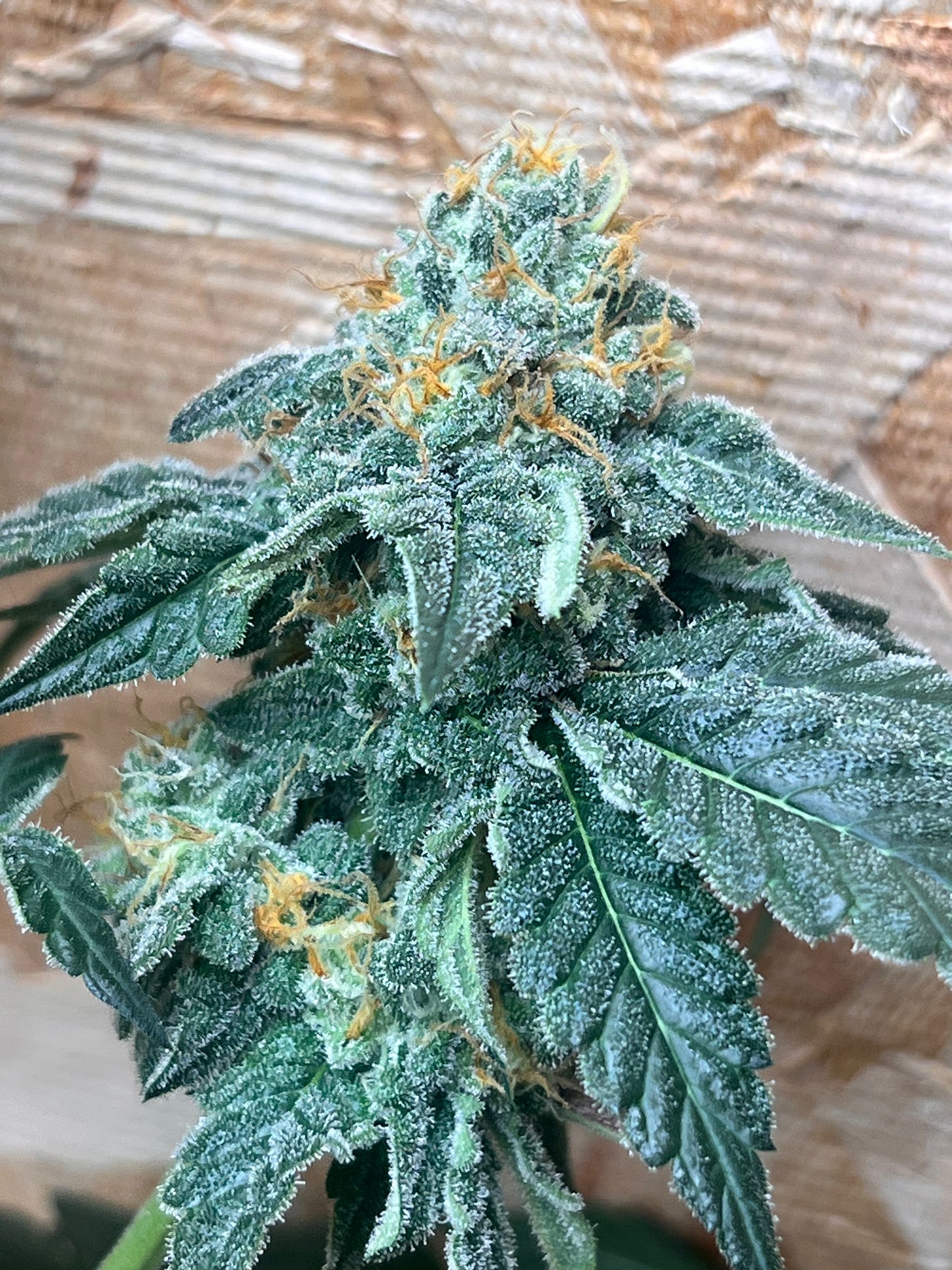 Piña Kush 7 Novelty Fem. Seeds