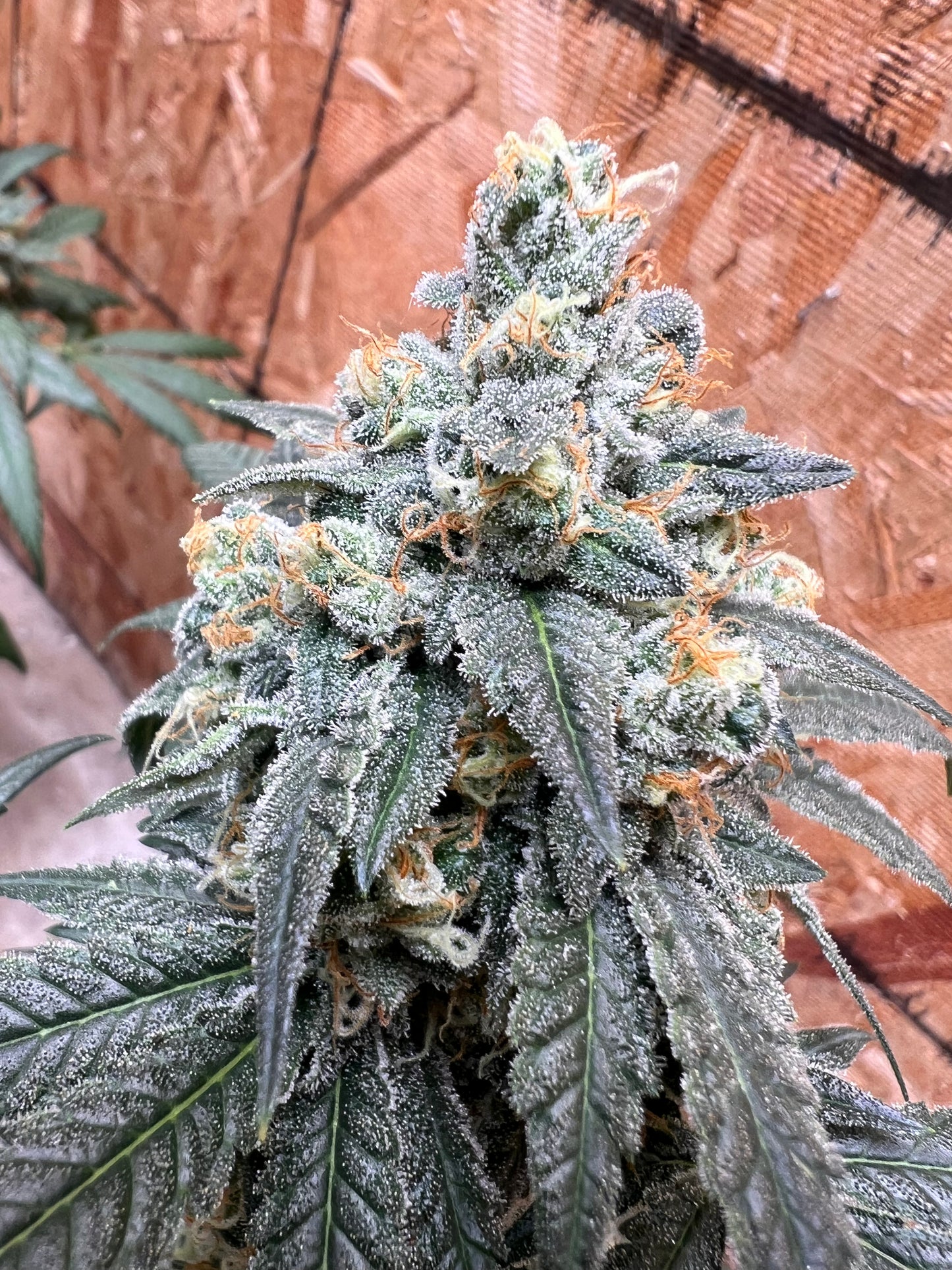 Piña Kush 7 Novelty Fem. Seeds