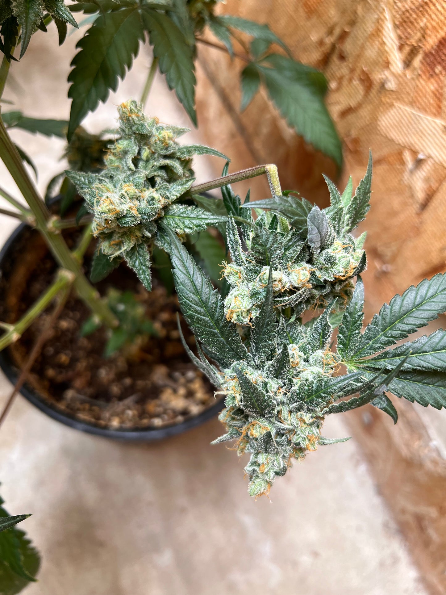 Piña Kush 7 Novelty Fem. Seeds