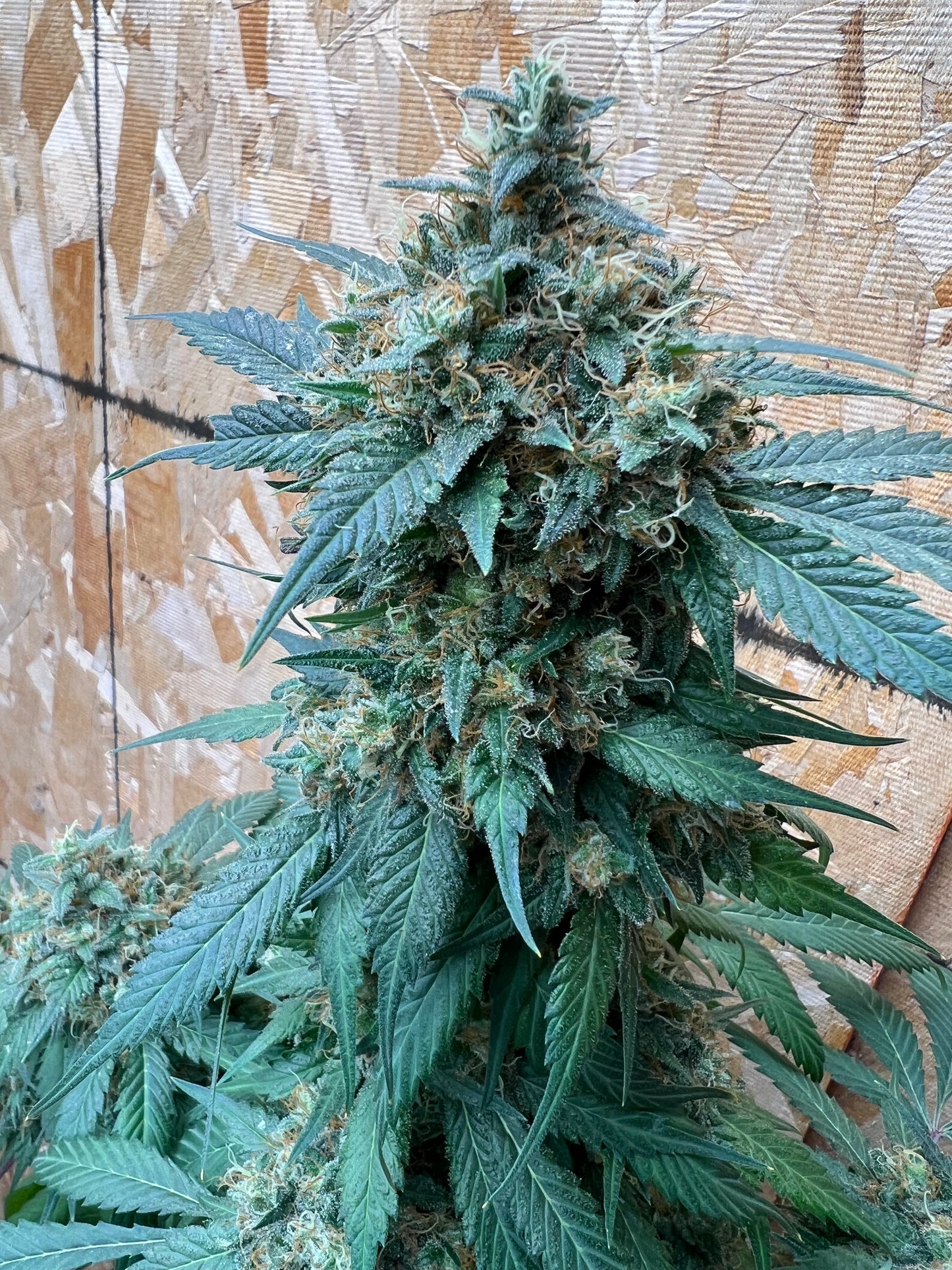 Piña Kush 7 Novelty Fem. Seeds