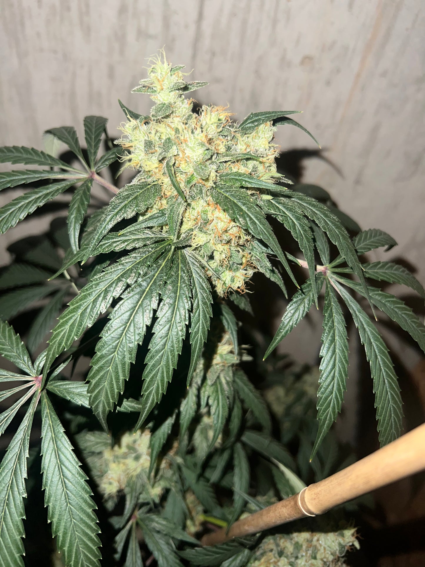 Piña Kush 7 Novelty Fem. Seeds