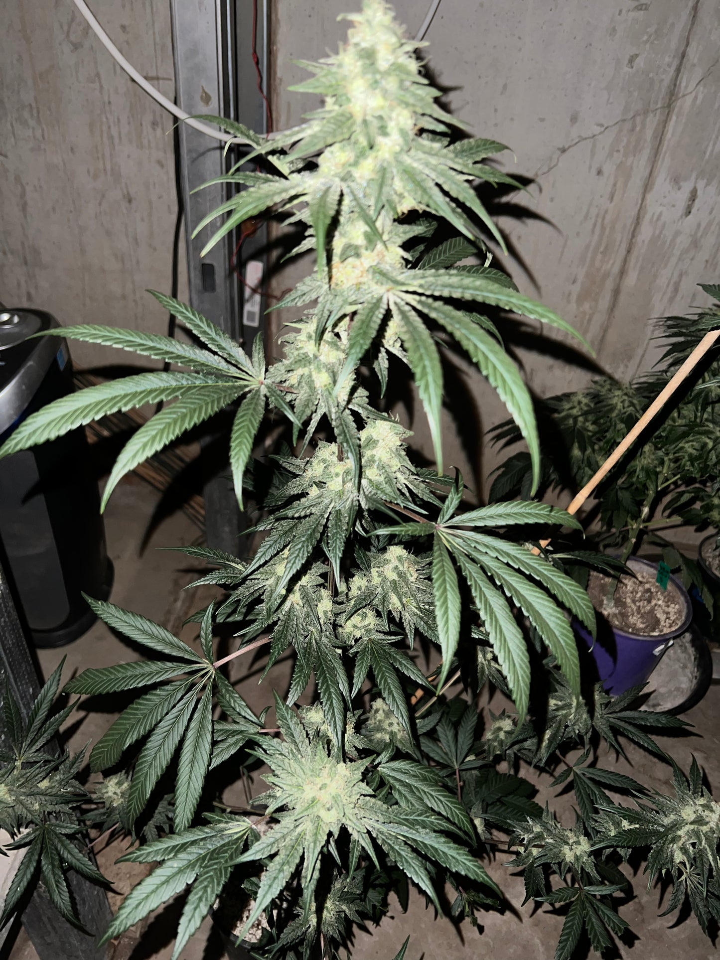 Lime Valley 14 Novelty Fem. Seeds