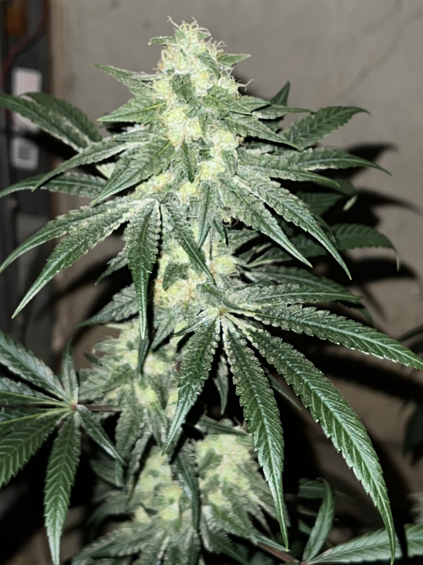 Lime Valley 14 Novelty Fem. Seeds