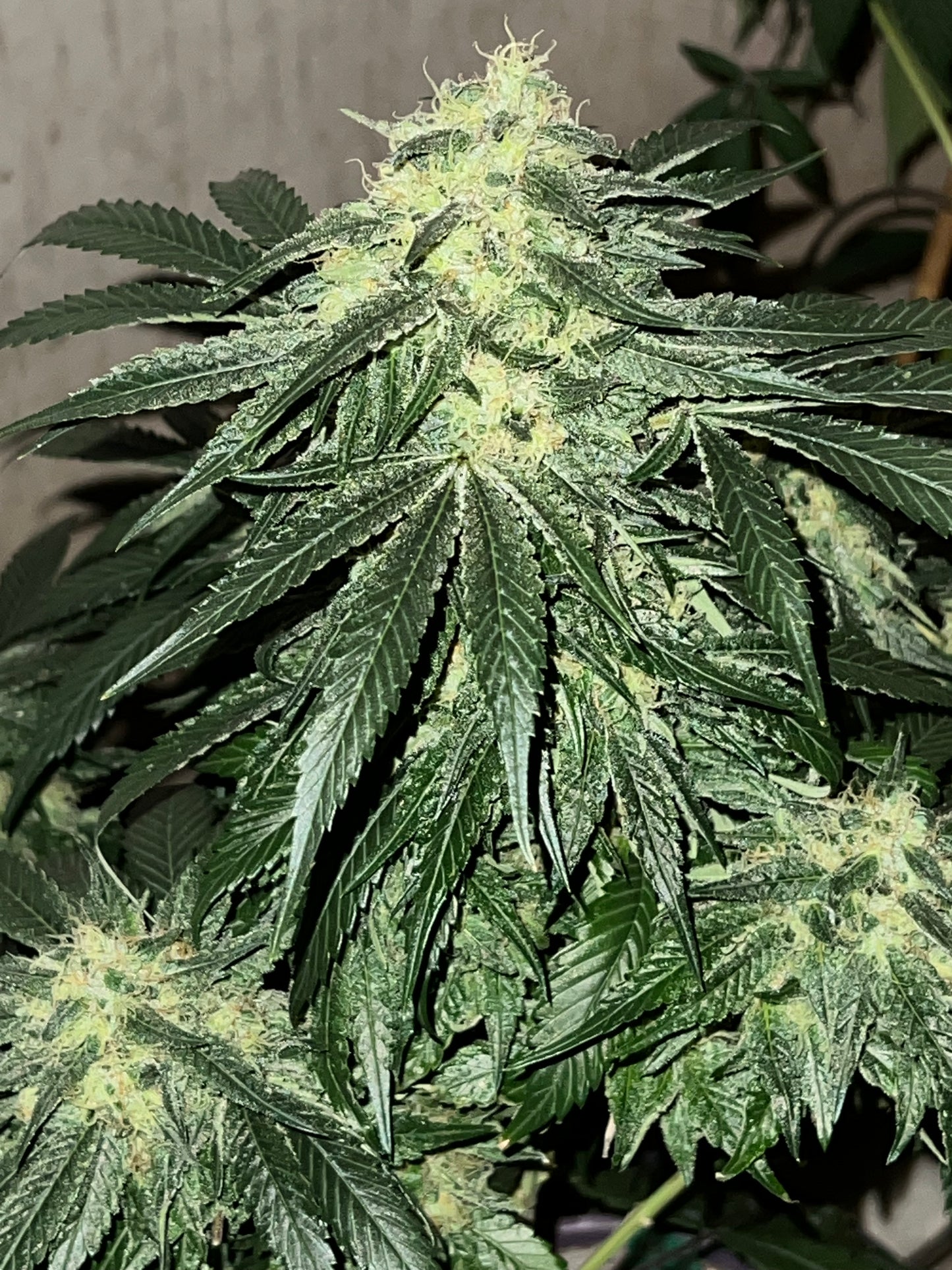 Lime Valley 7 Novelty Fem. Seeds