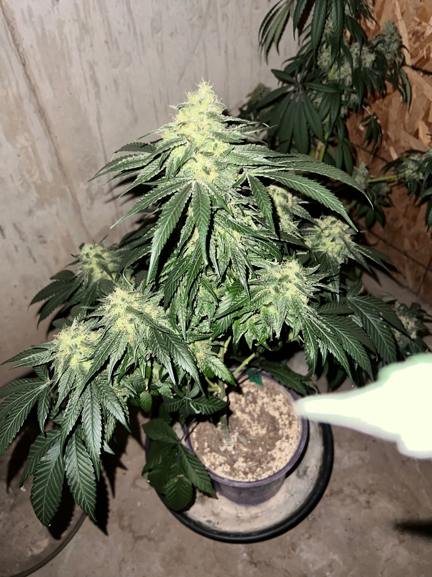 Lime Valley 14 Novelty Fem. Seeds