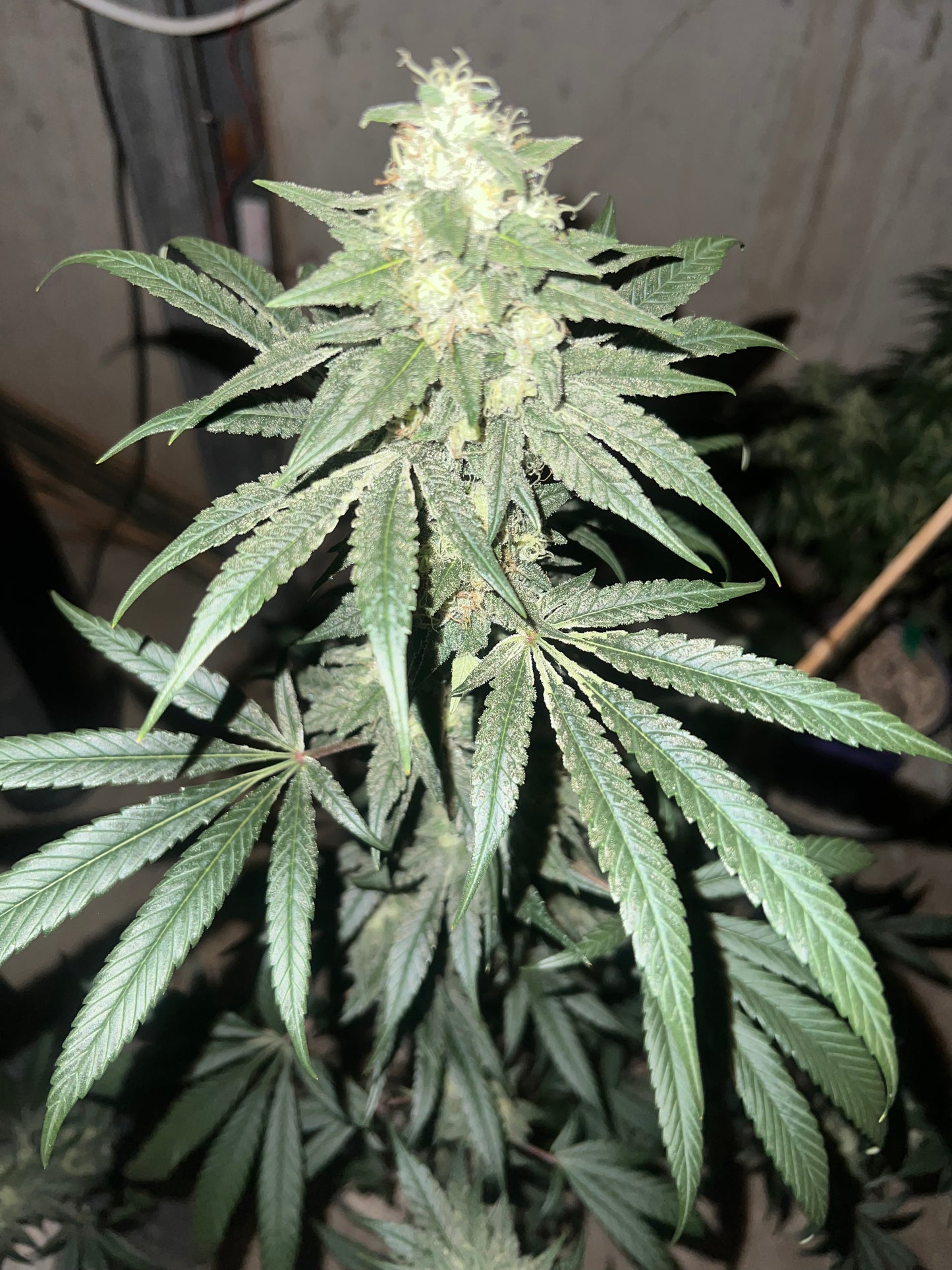 Lime Valley 14 Novelty Fem. Seeds