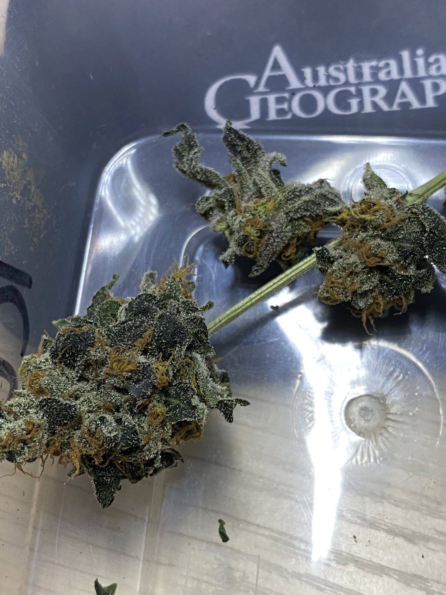 Dog Trainer (7 Souvenir Fem. Seeds)