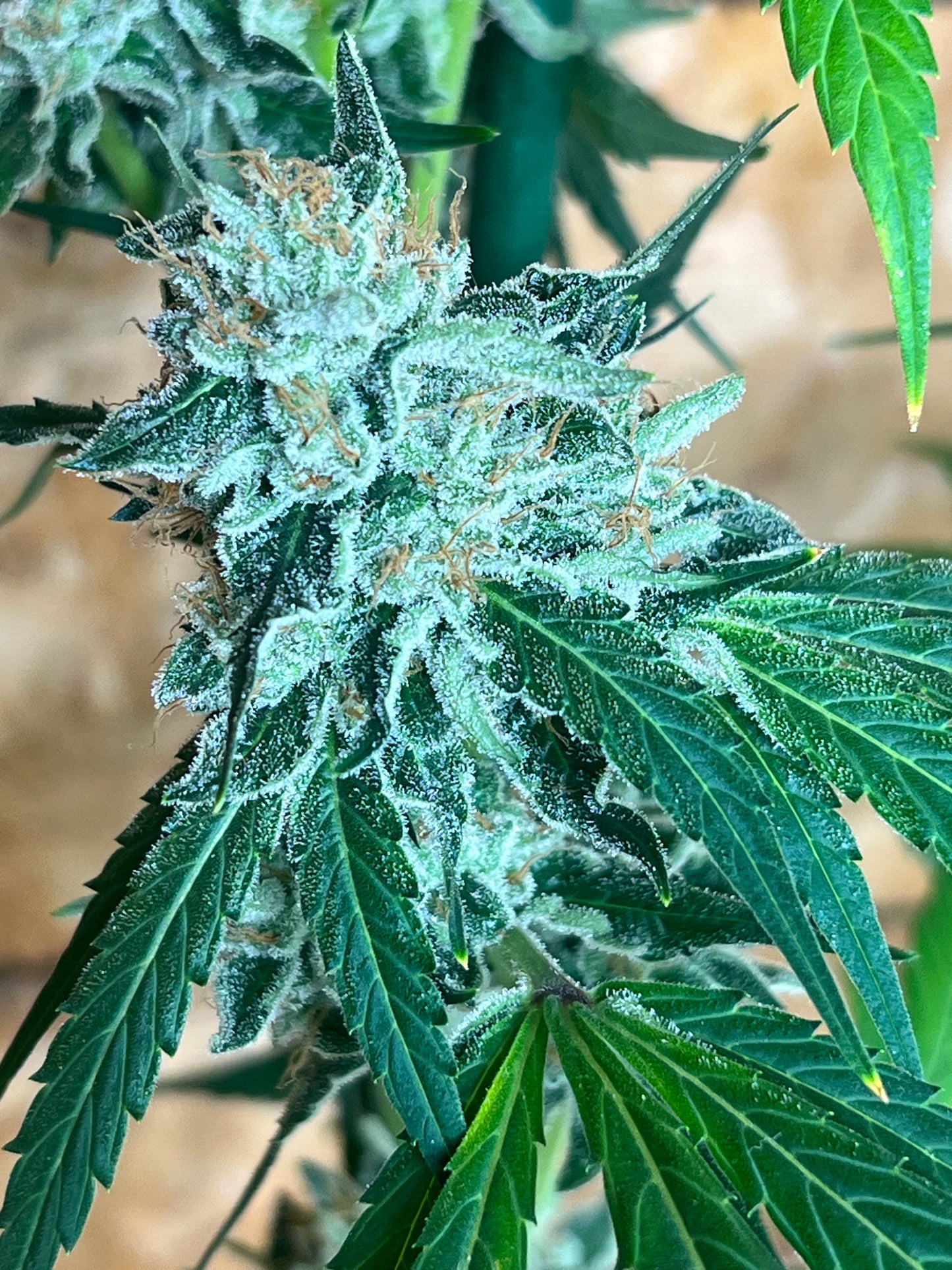 Jimi Haze (12 Regular Souvenir Seeds)