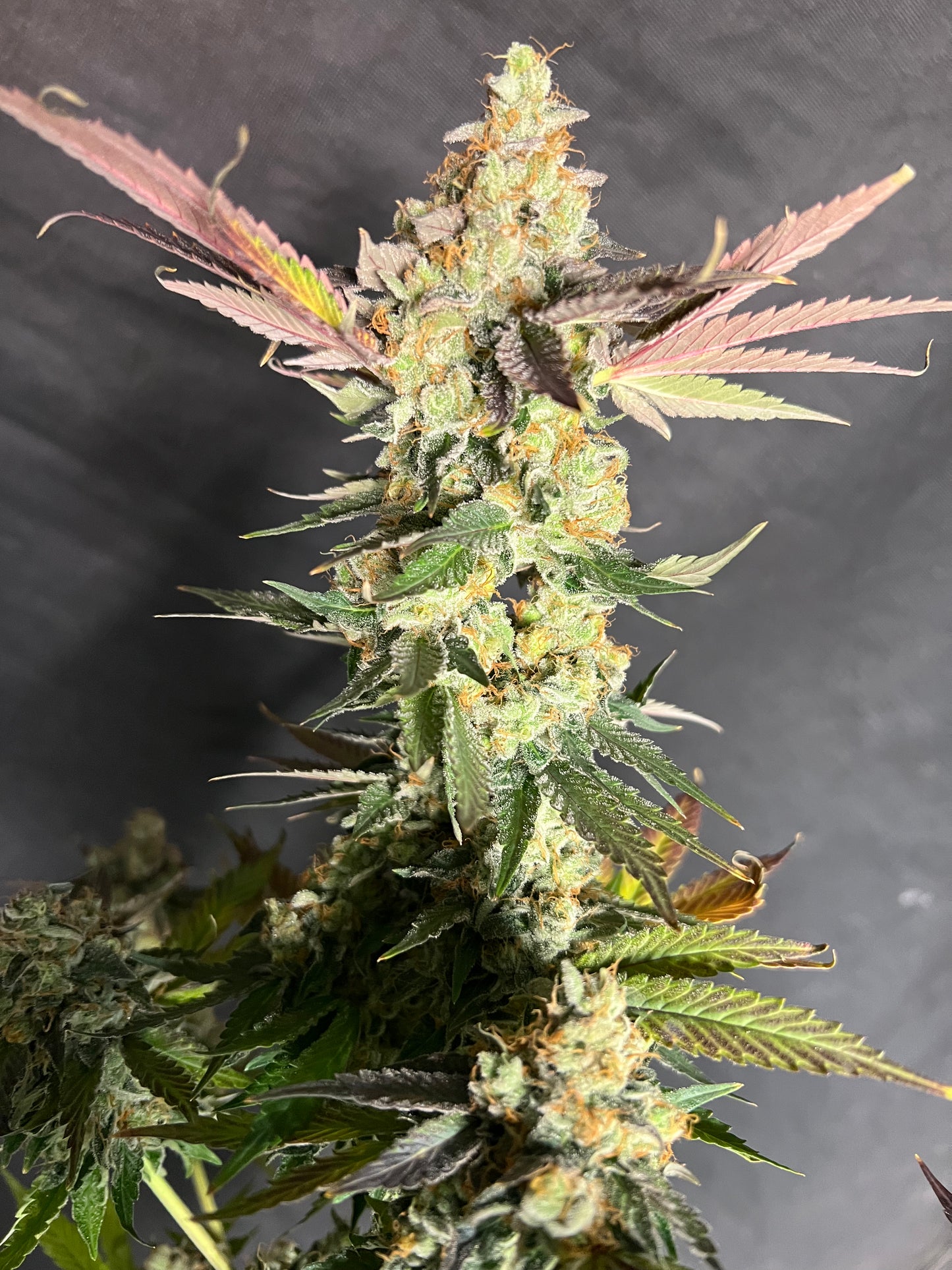 Mystery Machine (12 Regular Souvenir Seeds)