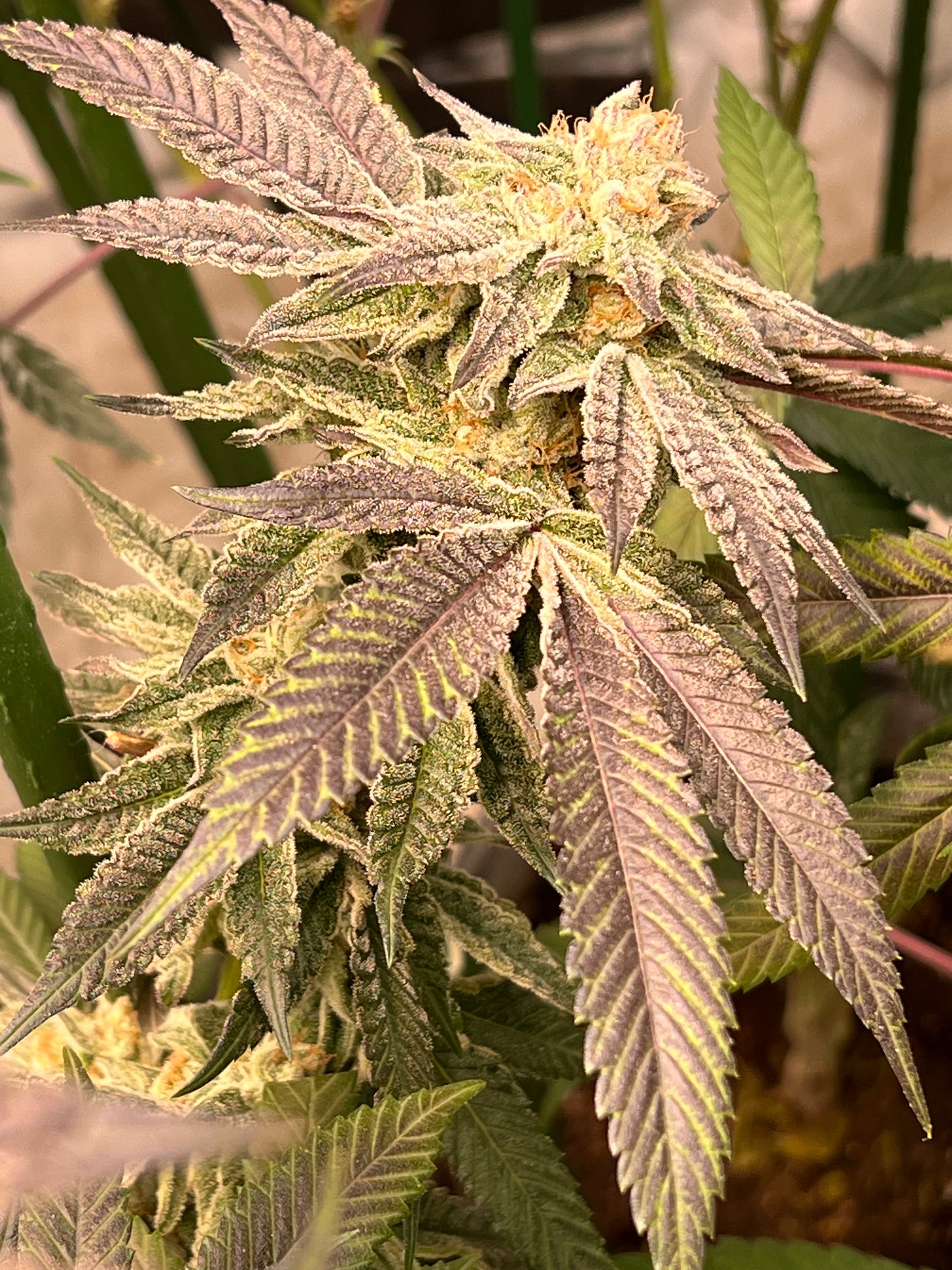 Clockwurkle (11 Reg. Souvenir Seeds)