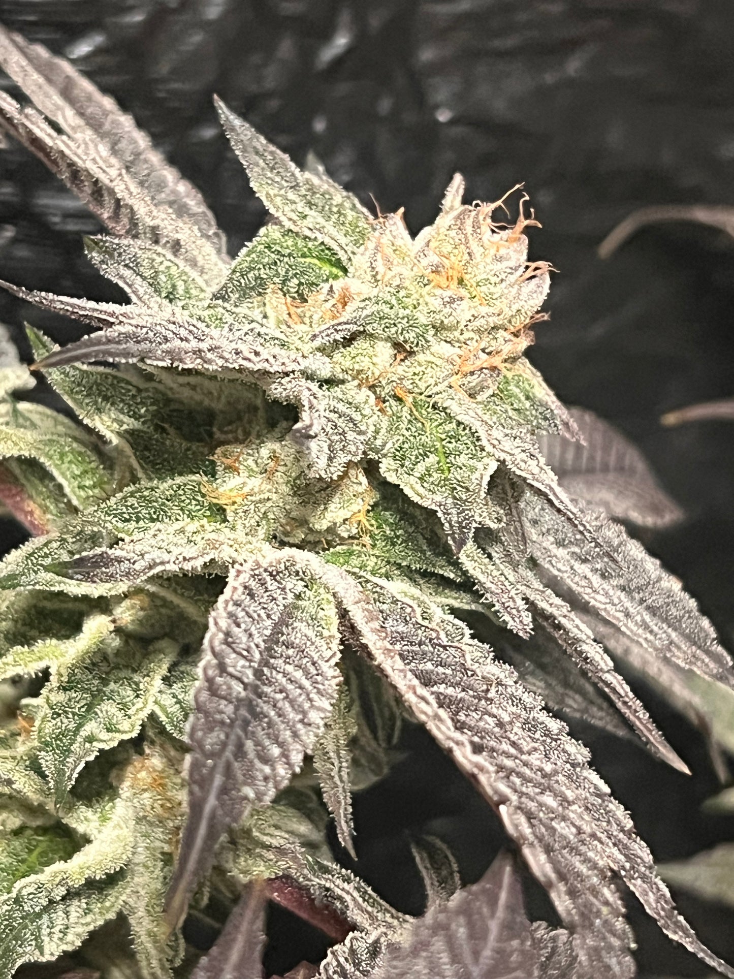 Clockwurkle (11 Reg. Souvenir Seeds)